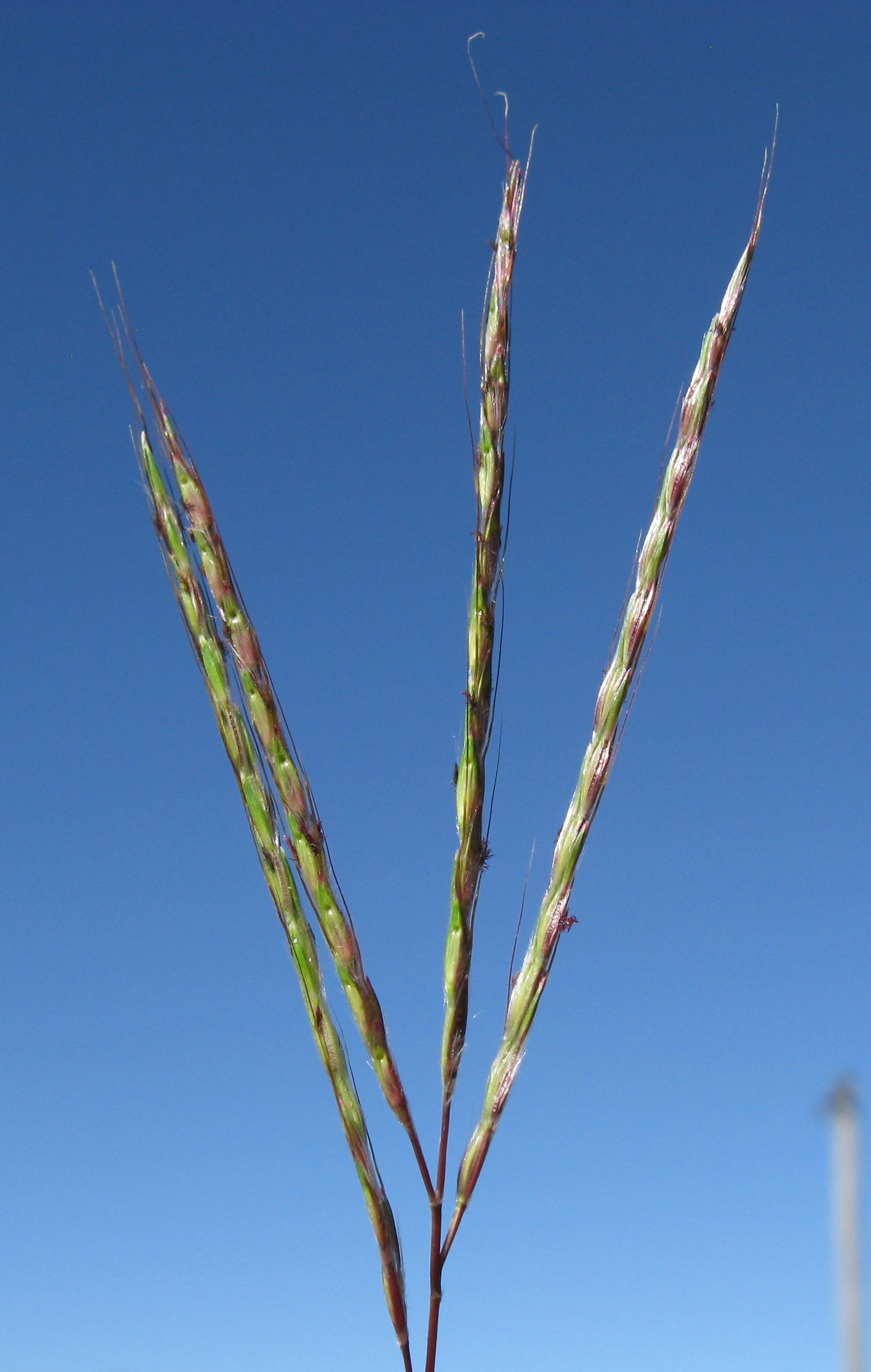 Photo of the inflorescence of red leg grass showing linear branchlets bearing awned spikelets that are borne to the sides of a rachis at the tip of a stem.
