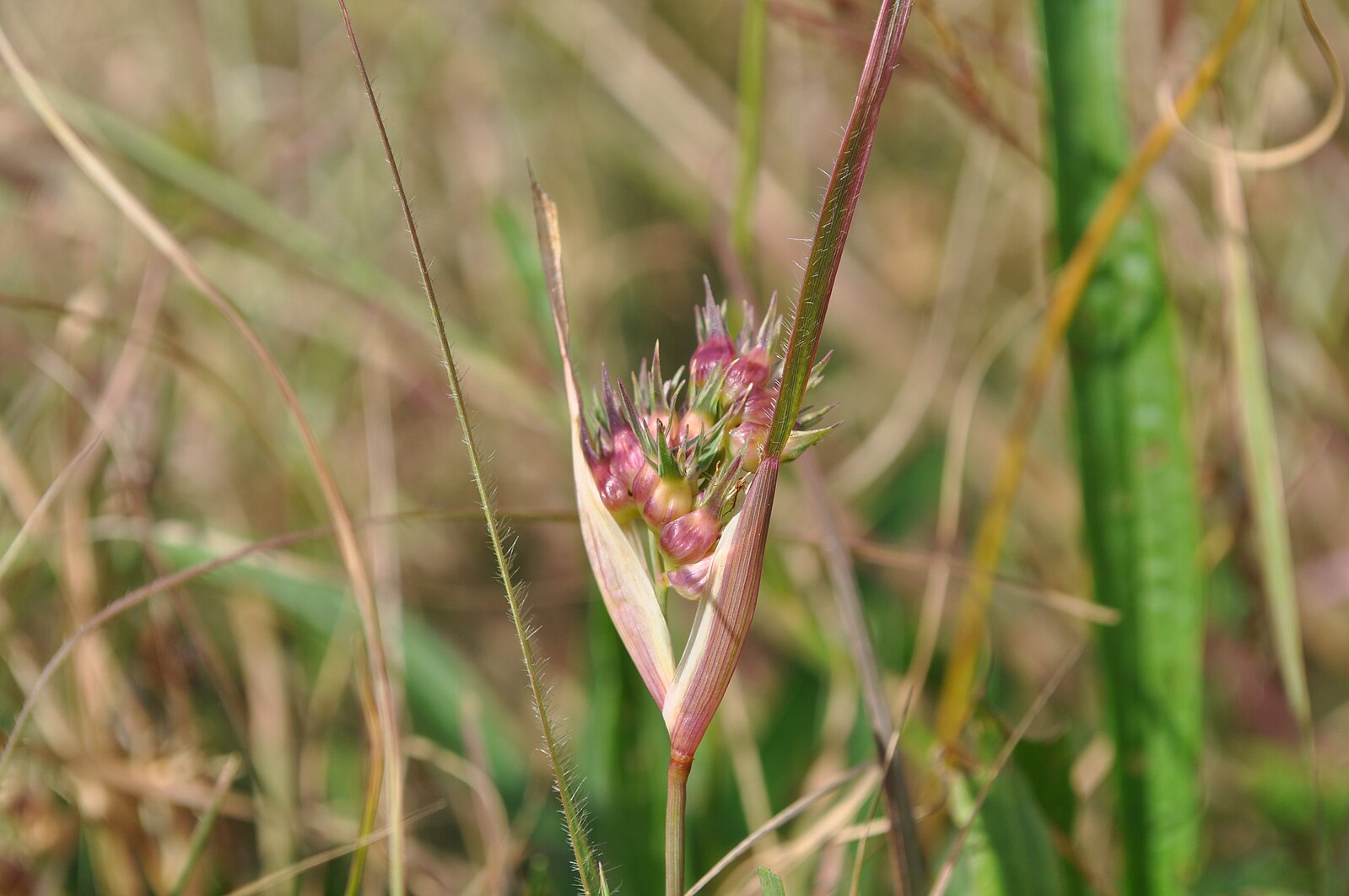 Photograph of a close-up of buffalograss (Bouteloua dactyloides). The photo shows pinkish spikelets and pink-tinged leaves on a stem.