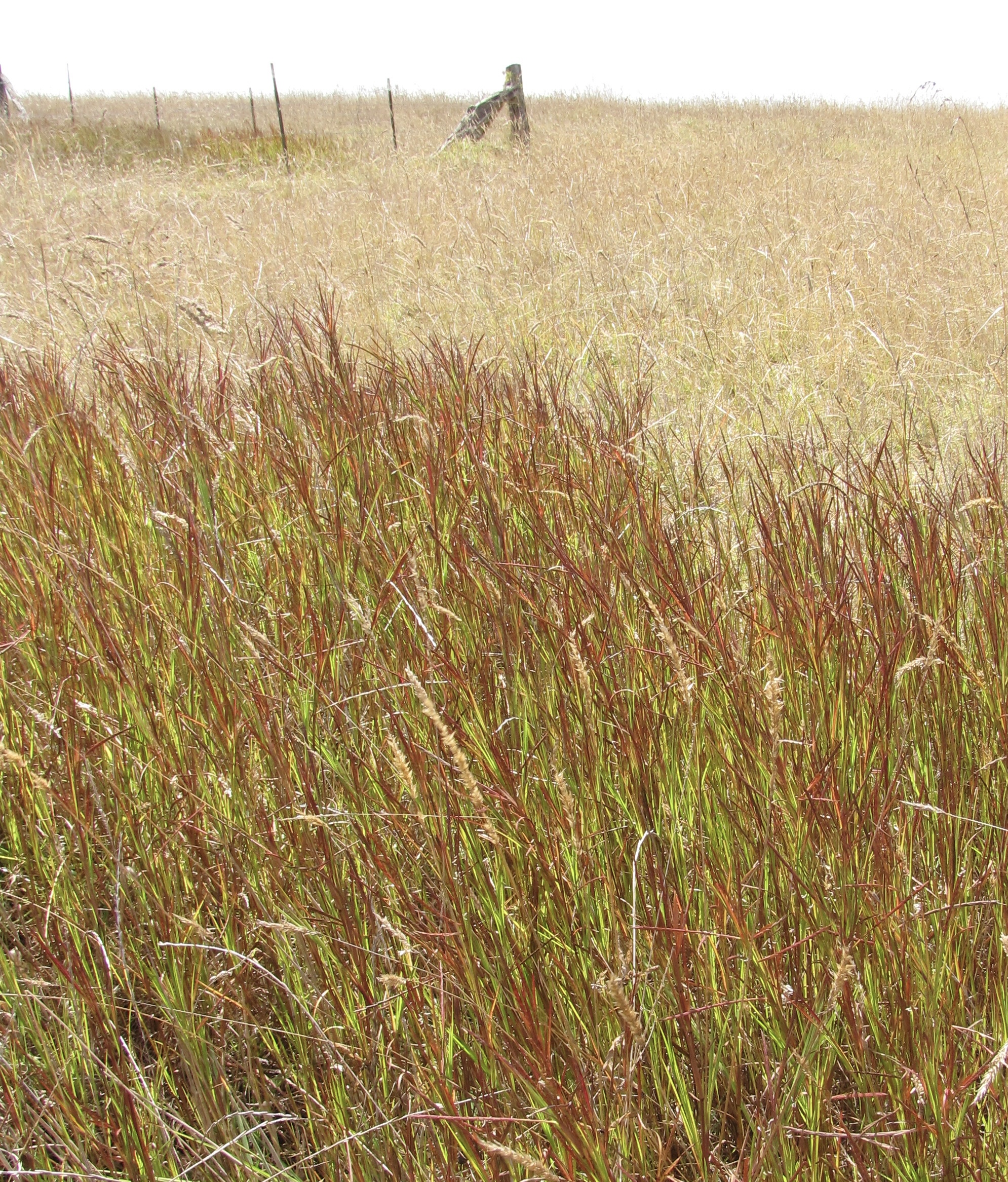 Photo showing limpo grass in a pasture in Maui, Hawaii. The foliage is green and the inflorescences are red.