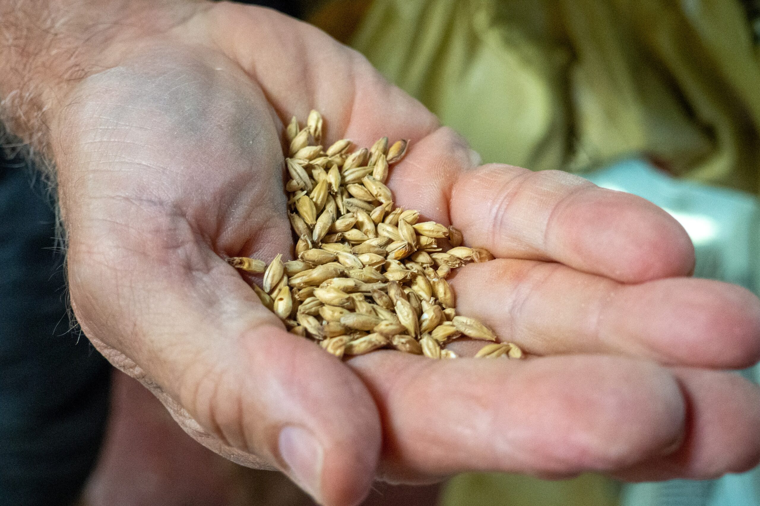Photograph of a man's hand cupped and holding malted barley grains.