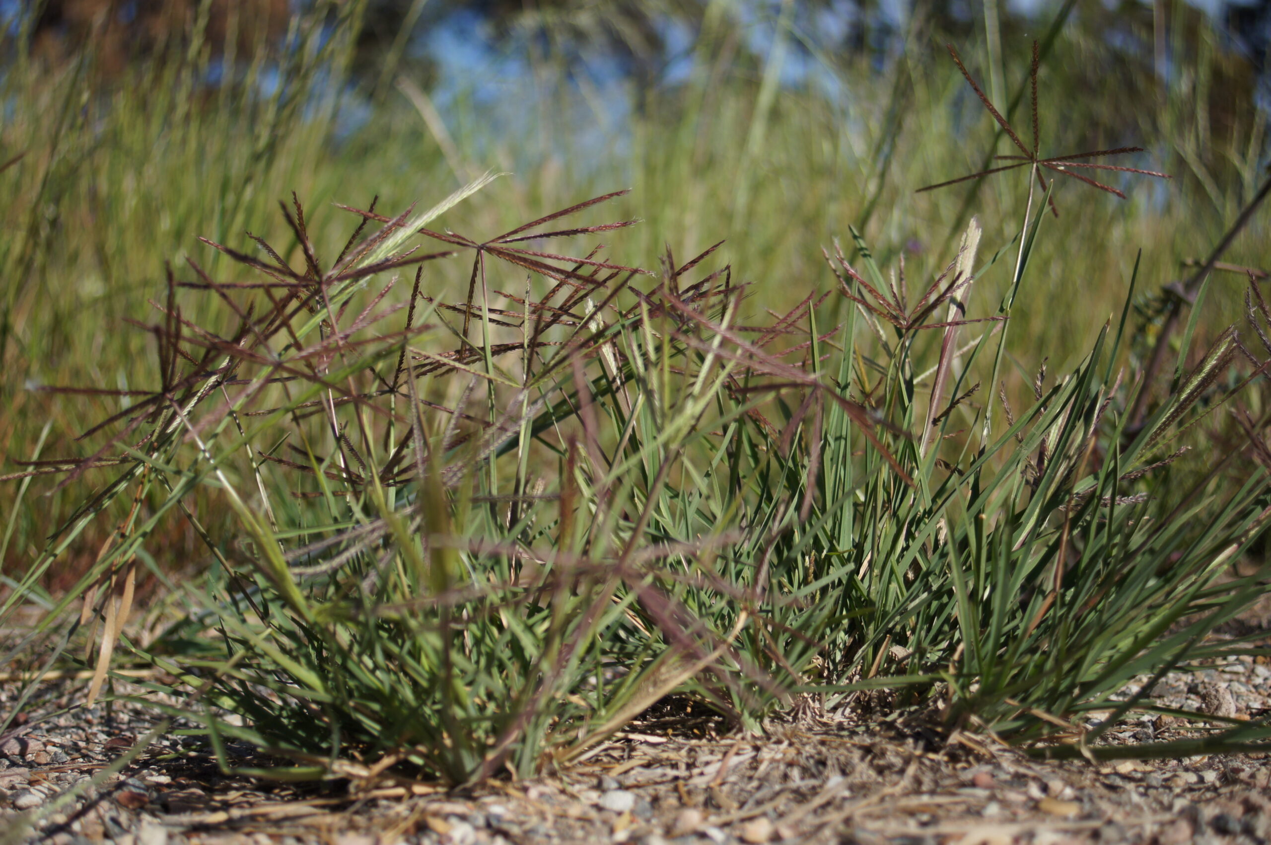 Photograph of windmill grass. The photo shows several clumps of short, green grass with brown inflorescences, the arms of which are bent to the side at the tips of the stems, giving the grass a windmill-like appearance.
