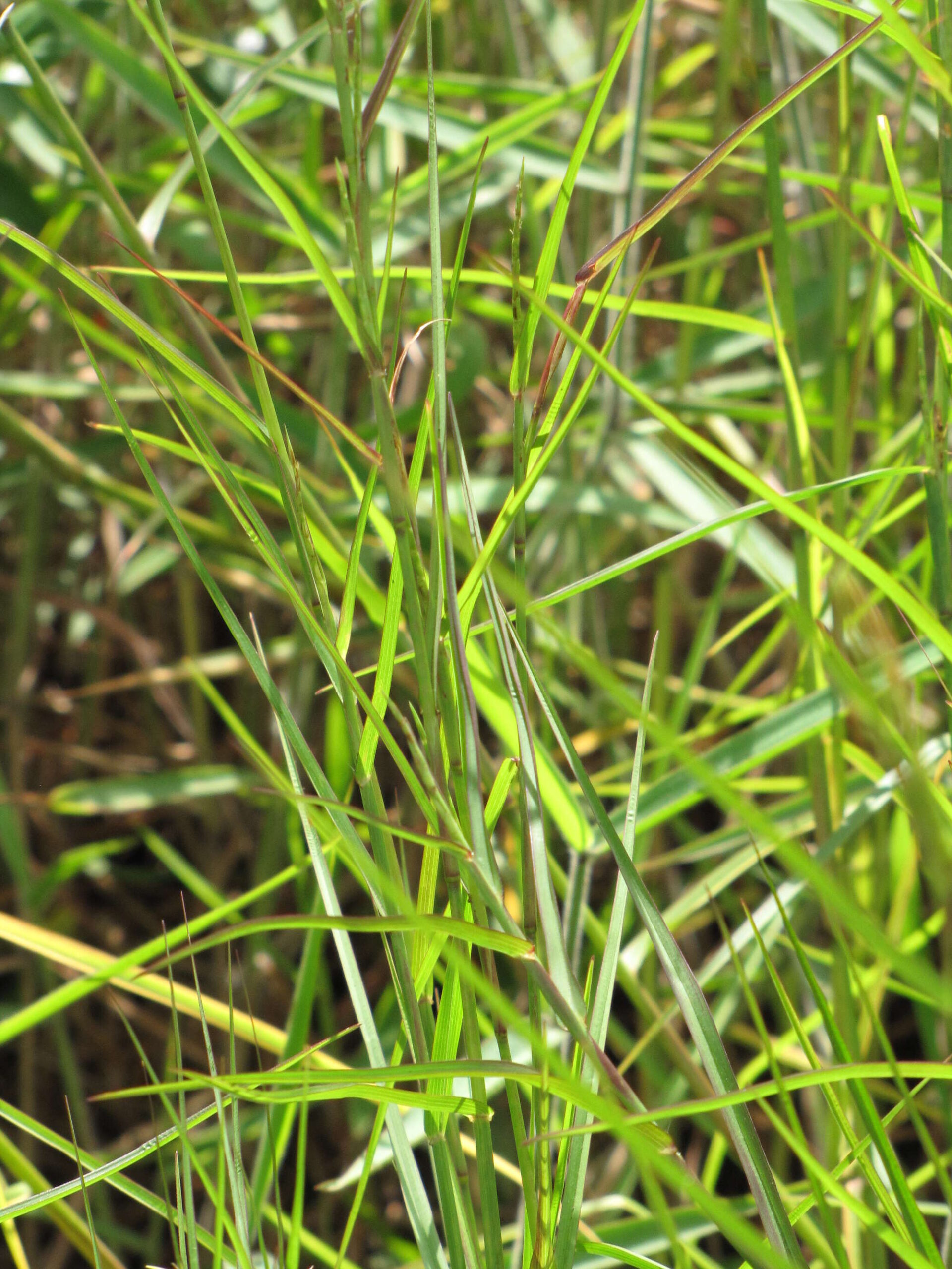 A close-up photograph of limpograss in Haiku, Maui, Hawaiian Islands, USA.