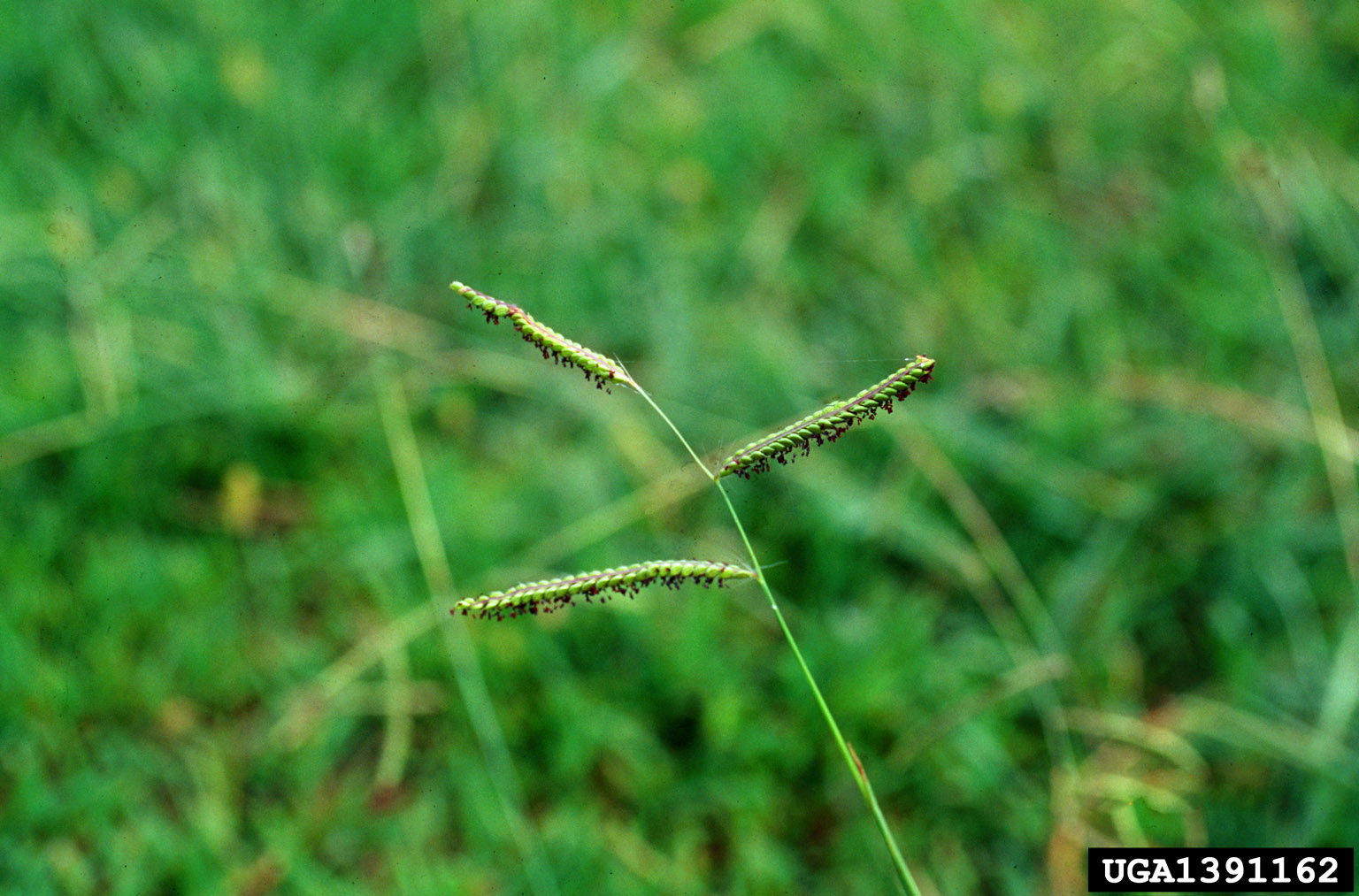 Photograph showing a close-up of a dallisgrass inflorescence. The photo shows the tip of a single grass stem with three branches bearing spikelets. Short, black structures hand down from the spikelets.