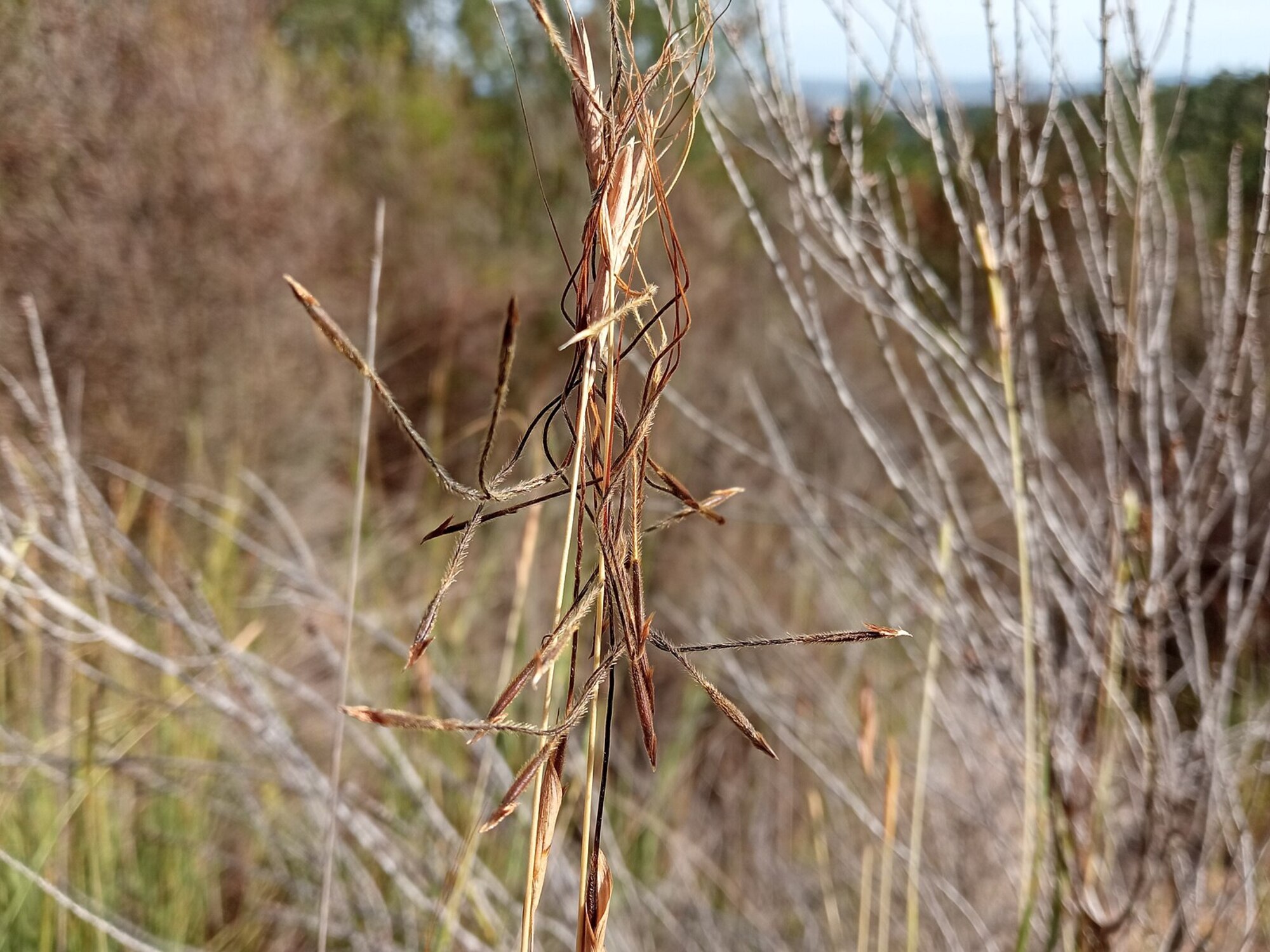 Close-up photograph of a mature tanglehead inflorescence showing the spikelets with long-twisted awns that have arrowhead-like tips and shafts with bristly hairs. The awns are bent and tangled, illustrating how tanglehead got its name.