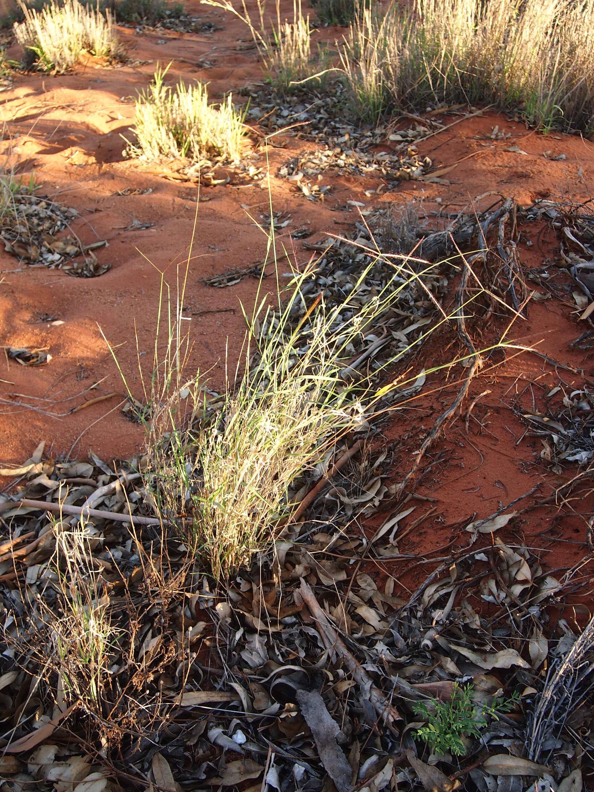 Photograph of a small clump of curly windmill grass. The grass appears yellow with inflorescences that are bent sideways from the stems. The ground around the grass is sandy and red and strewn with dried leaves.