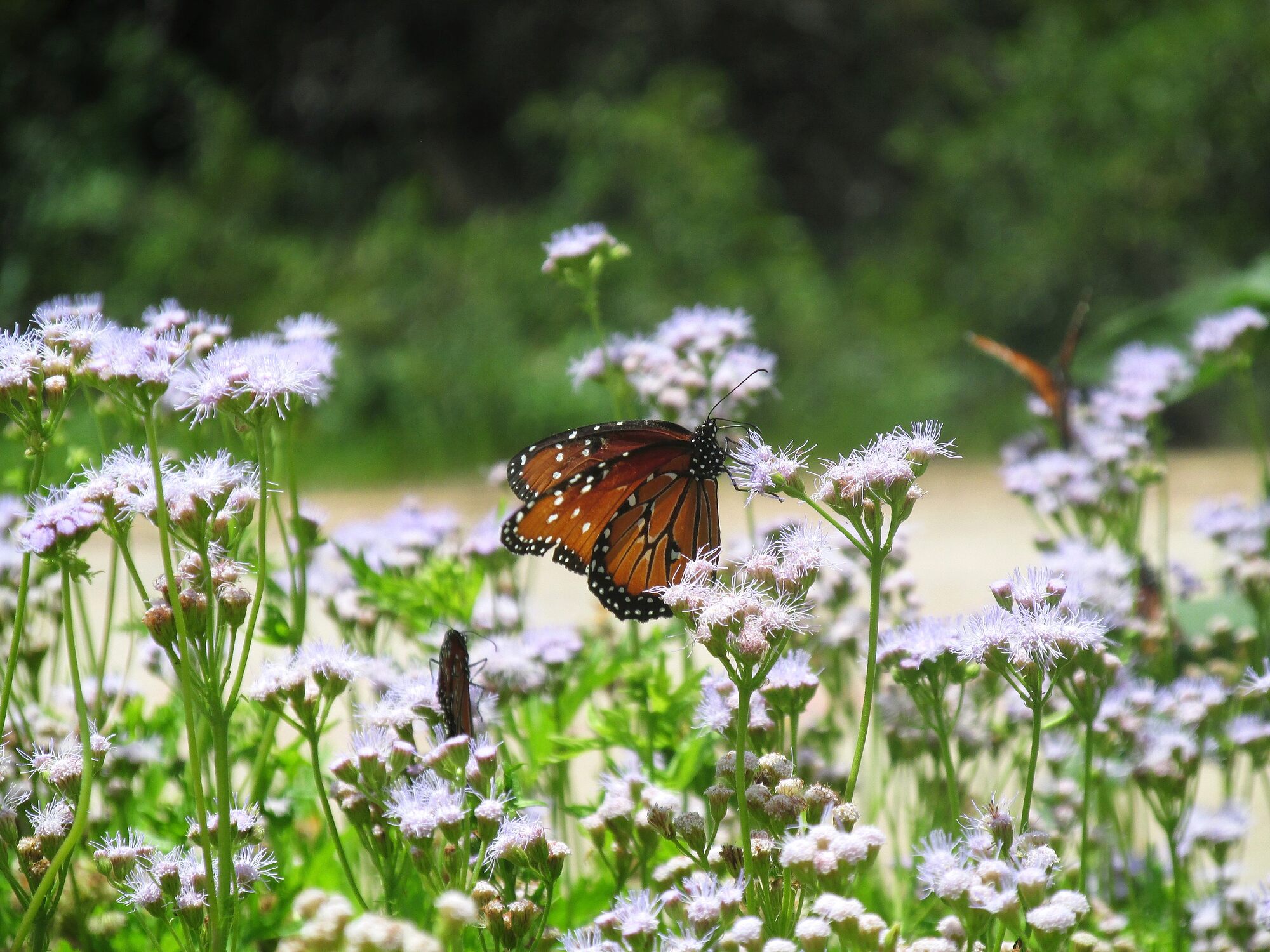 Photograph of a monarch butterfly and a grasshopper on pinkish flowers.