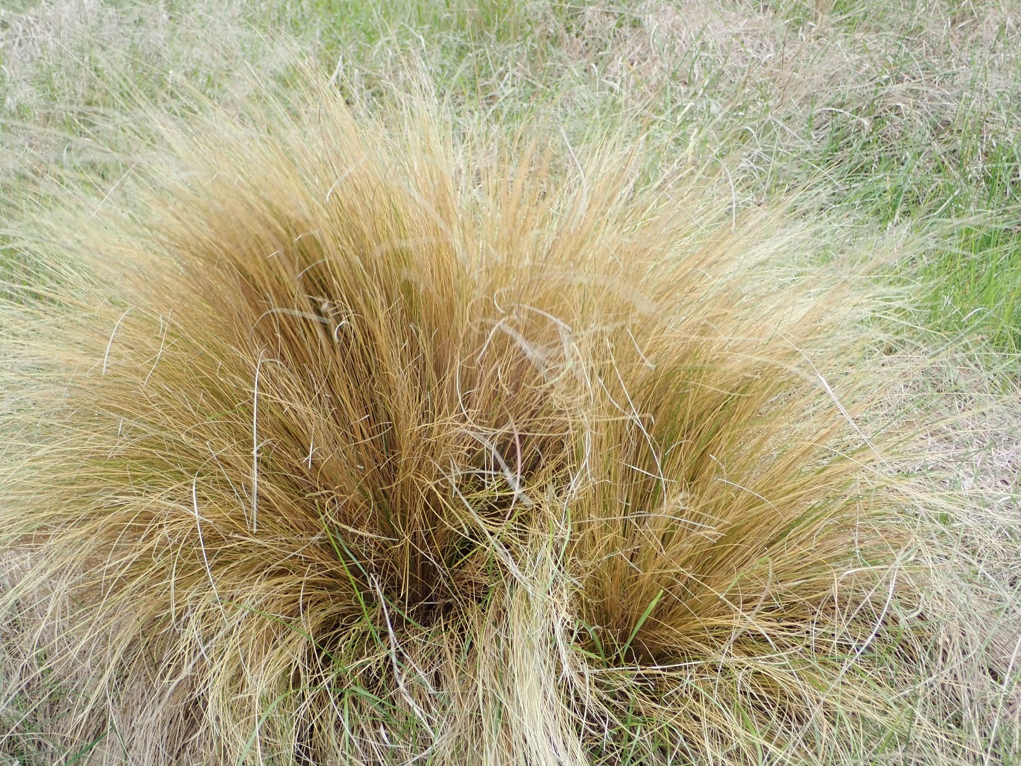 Photograph of a clump of yellowish hard tussock grass.