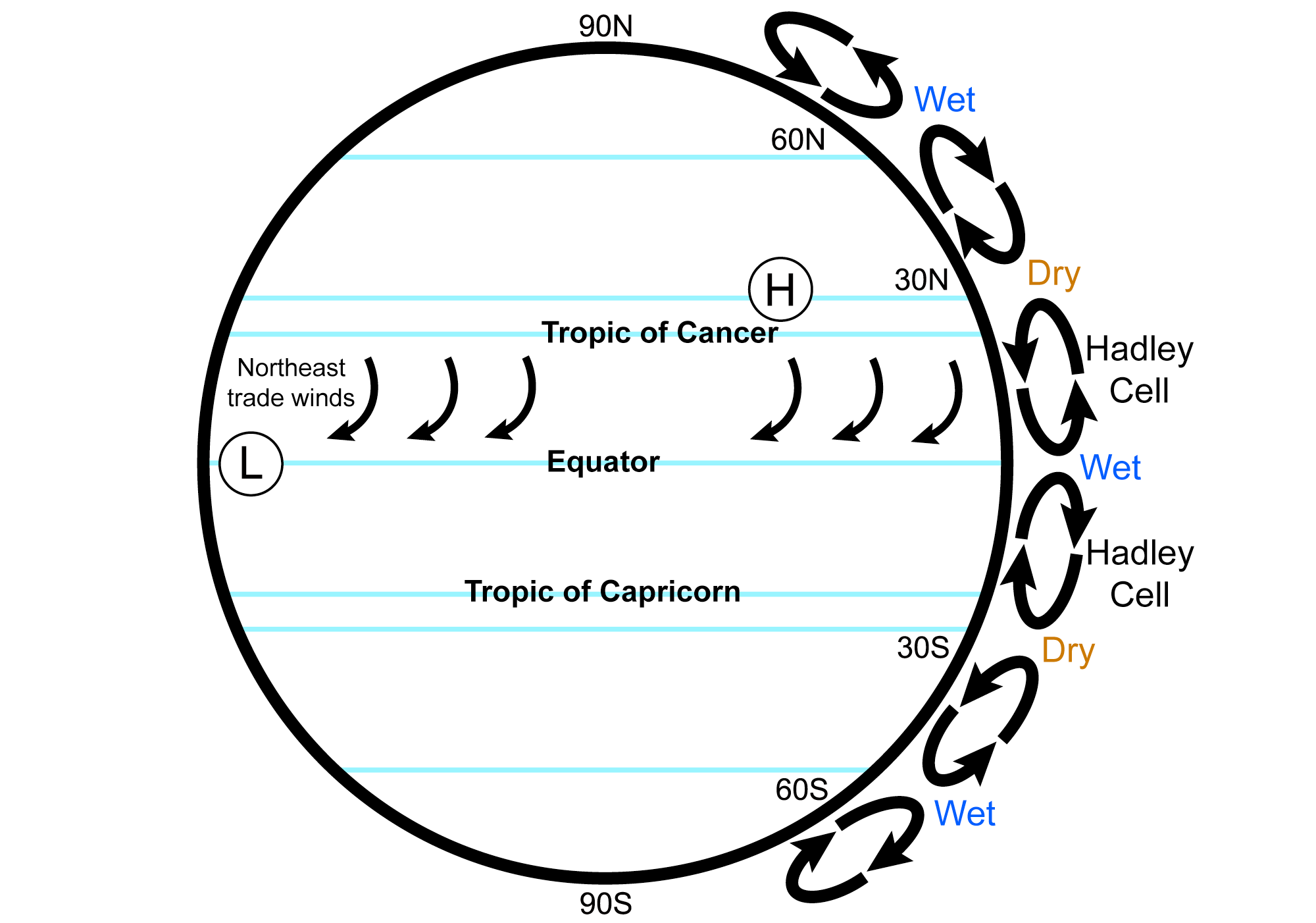 Illustration showing the effects of Hadley cells in the tropics. The Hadley cell circulates air from the equator towards the poles. As the air rises, it produces rain near the equator. As it sinks near 30 degrees latitude, it is dry, producing desert conditions. The sinking air is deflected westward to the Earth's rotation, creating trade winds. In the northern hemisphere, these winds flow from the northeast toward the southwest as they blow from higher latitudes toward the equator.