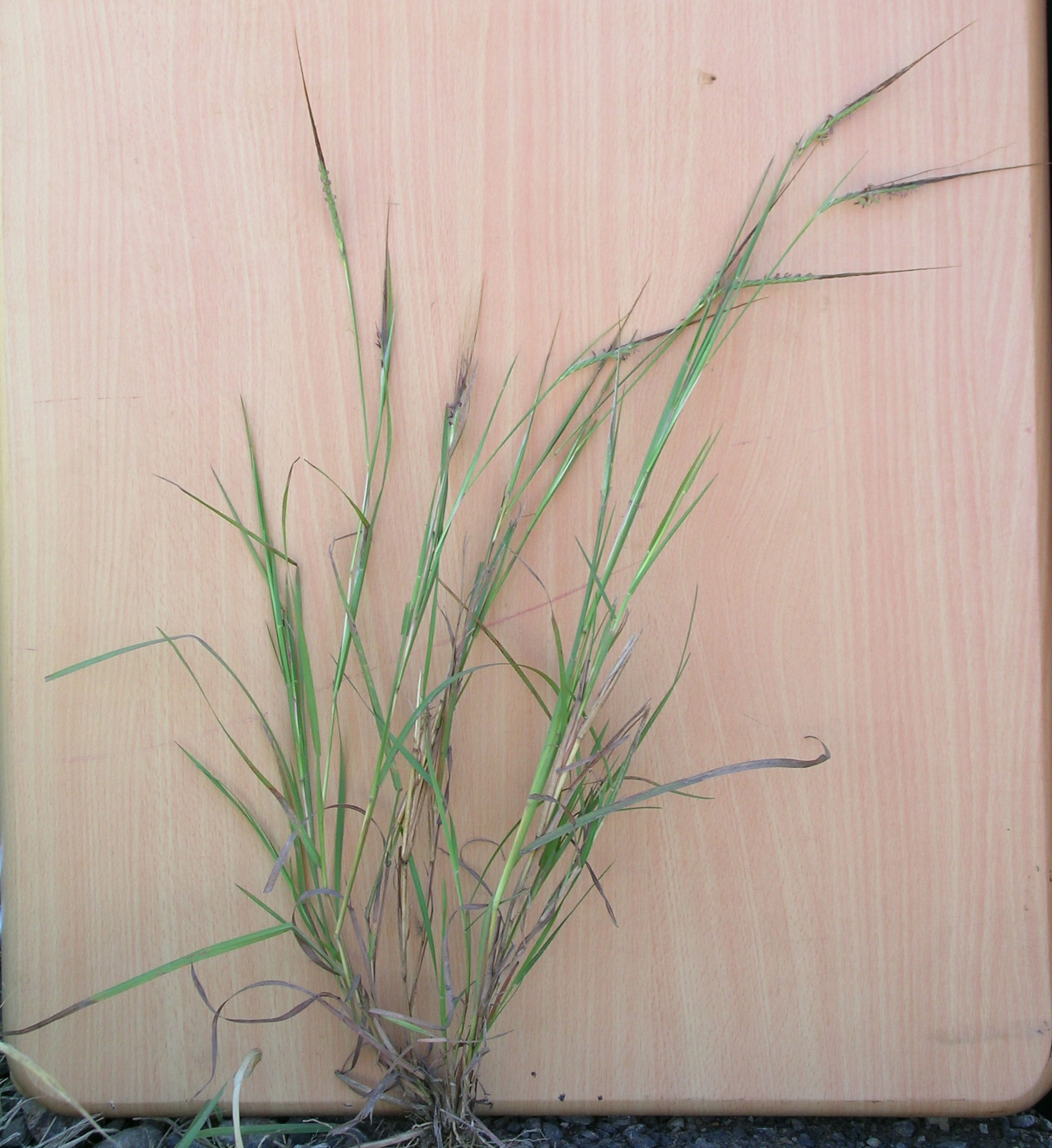 Photograph of an uprooted tanglehead plant laying on a wooden board. The plant consists of multiple stems with green leaves and pointed inflorescences.