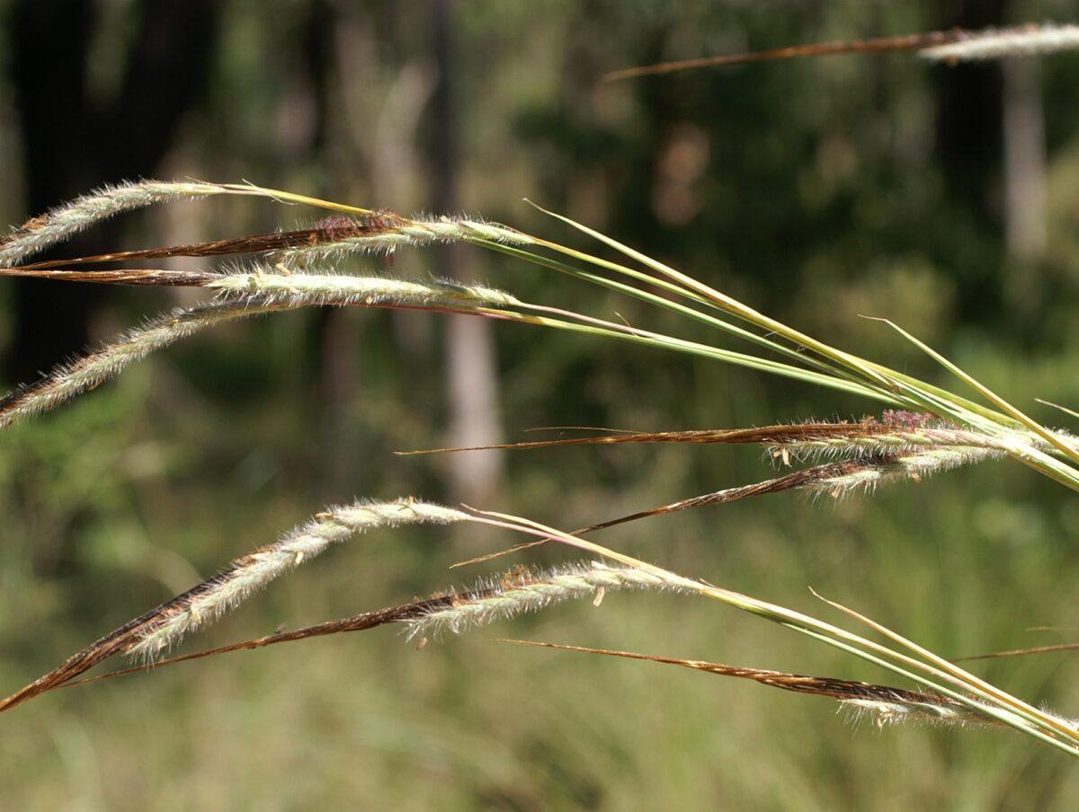 Photograph of inflorescenses of tanglehead. The photo shows multiple inflorescences with their tips pointed to the left. Each appears fuzzy, with a pointed and twisted black tip.