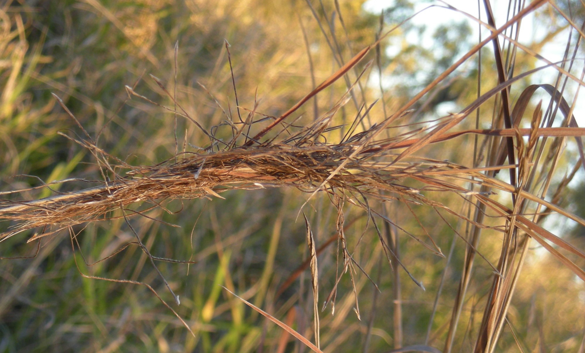 Photograph of a mature inflorescence of tanglehead showing tangle of spikelets with long, twisted awns that give the grass its name.