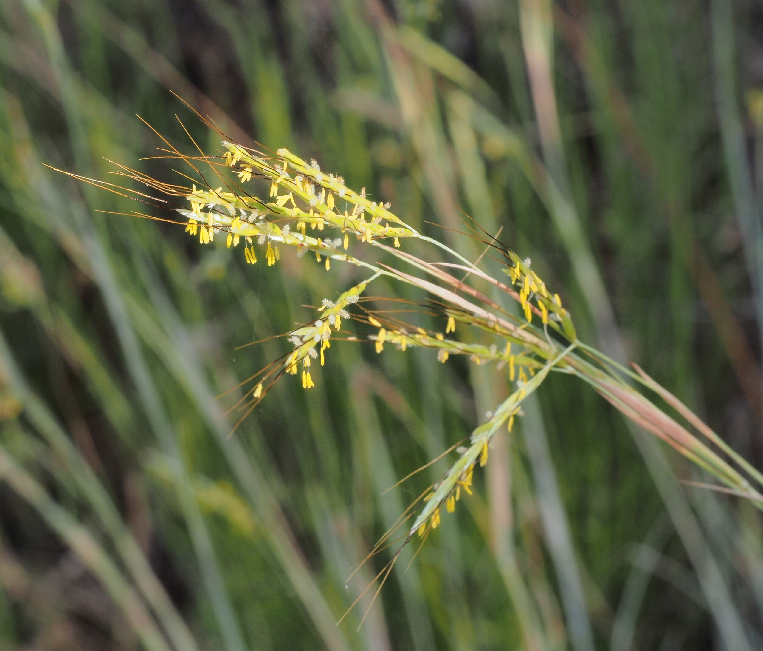 Photograph of the inflorescence of common thatching grass. The spikelets has awns and yellow anthers dangle from the inflorescences.
