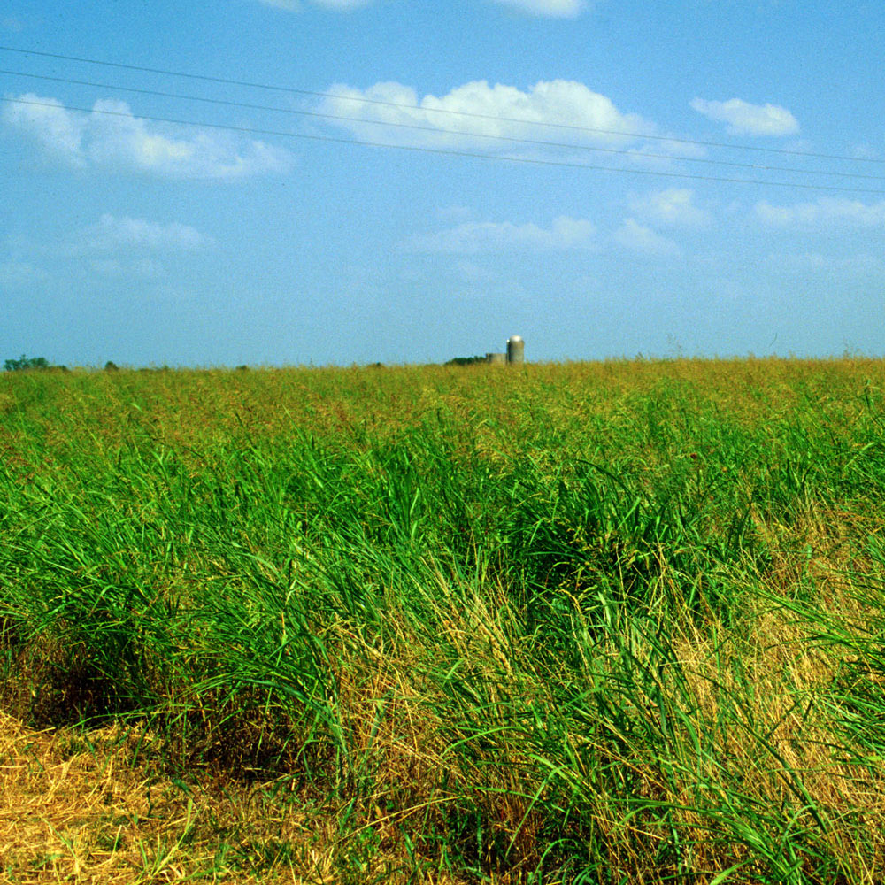 Photograph of a field with an abundance of Johnsongrass.