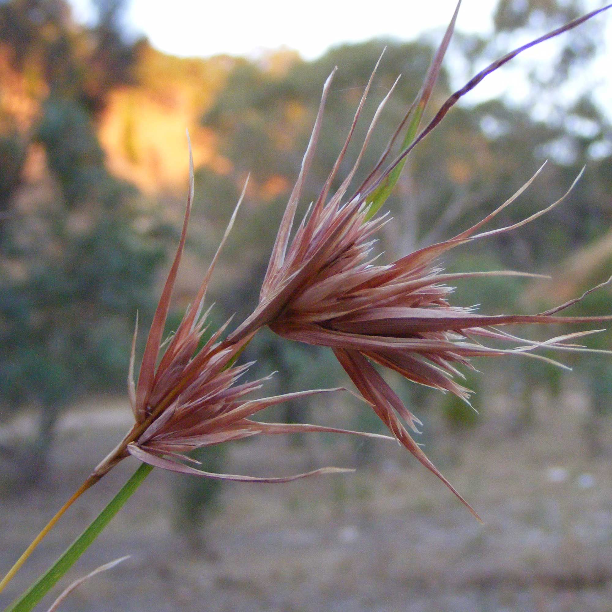 Photograph of the inflorescence of kangaroo grass. The photo shows clusters of reddish spikelets on a stalk.