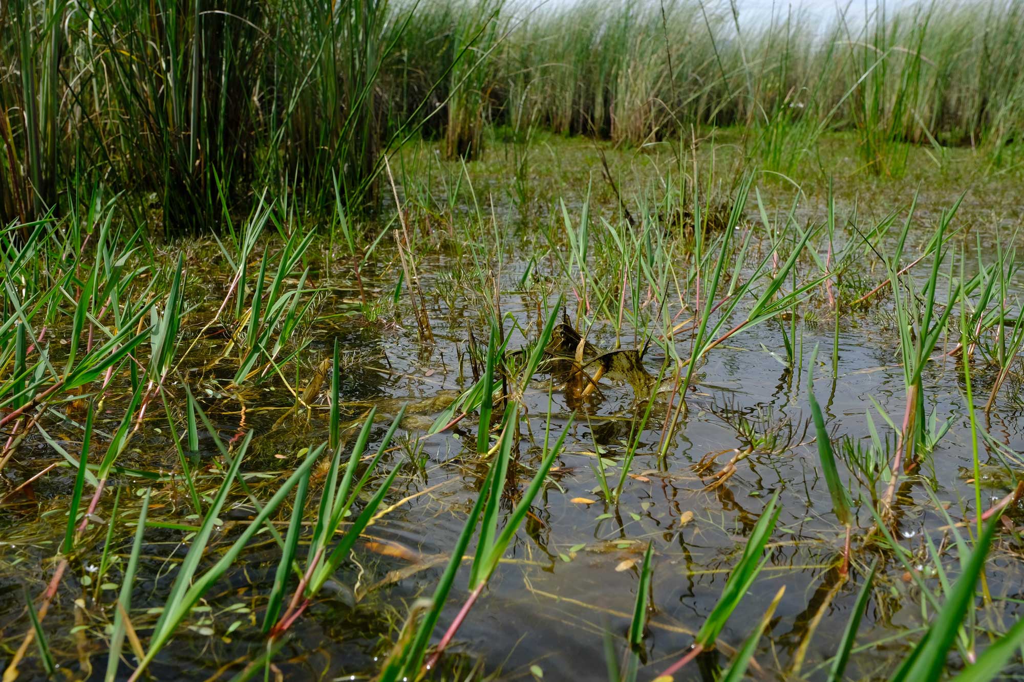 Photograph showing a close-up of young limpograss plants growing in water. The photo was taken just above the water surface and shows young plants with reddish stems and green leaves protruding from the water. More mature grasses can be seen in the background.