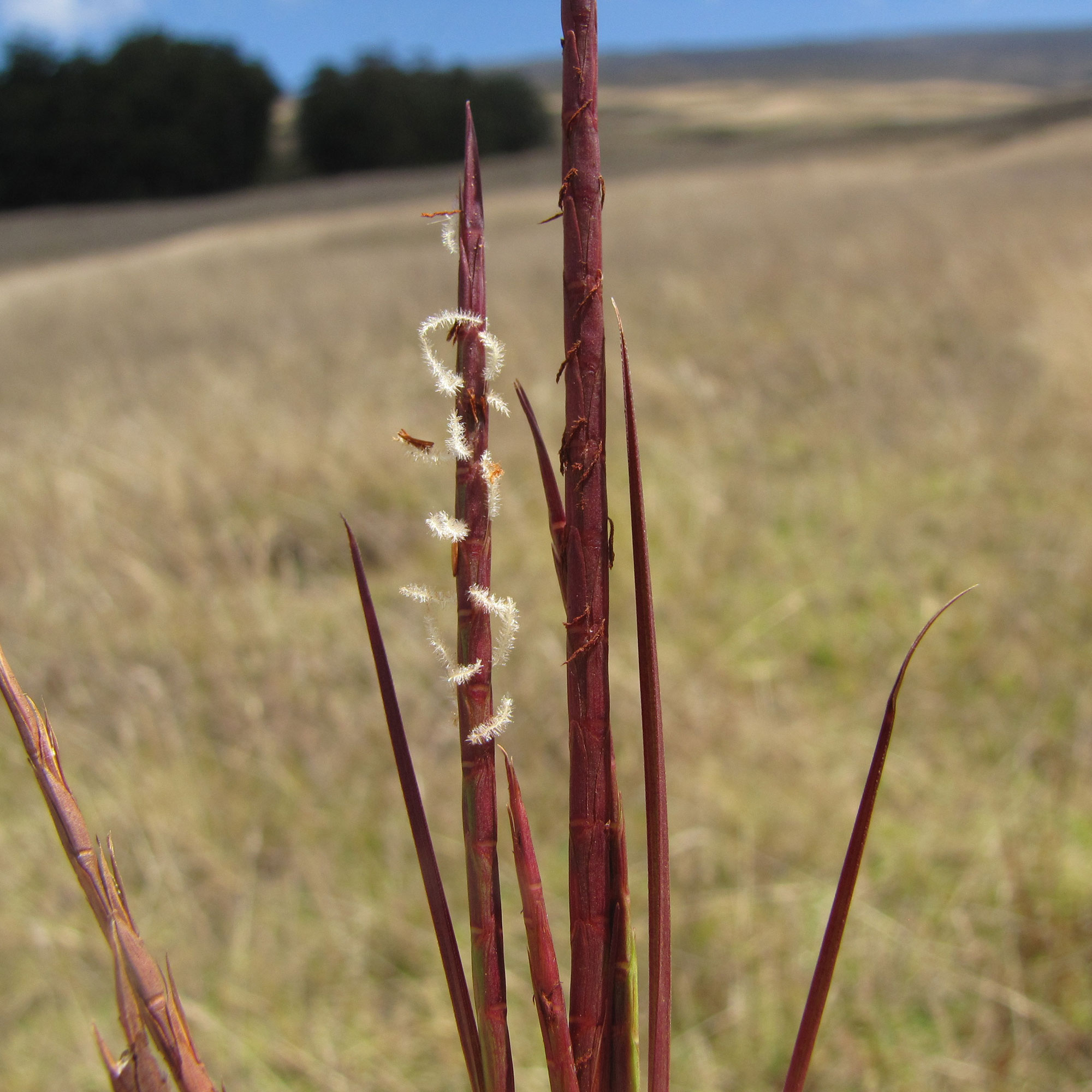 Photograph showing a close up of limpo grass spikelets in Maui, Hawaii. White, fuzzy stigma protrude from the red spikelets. 