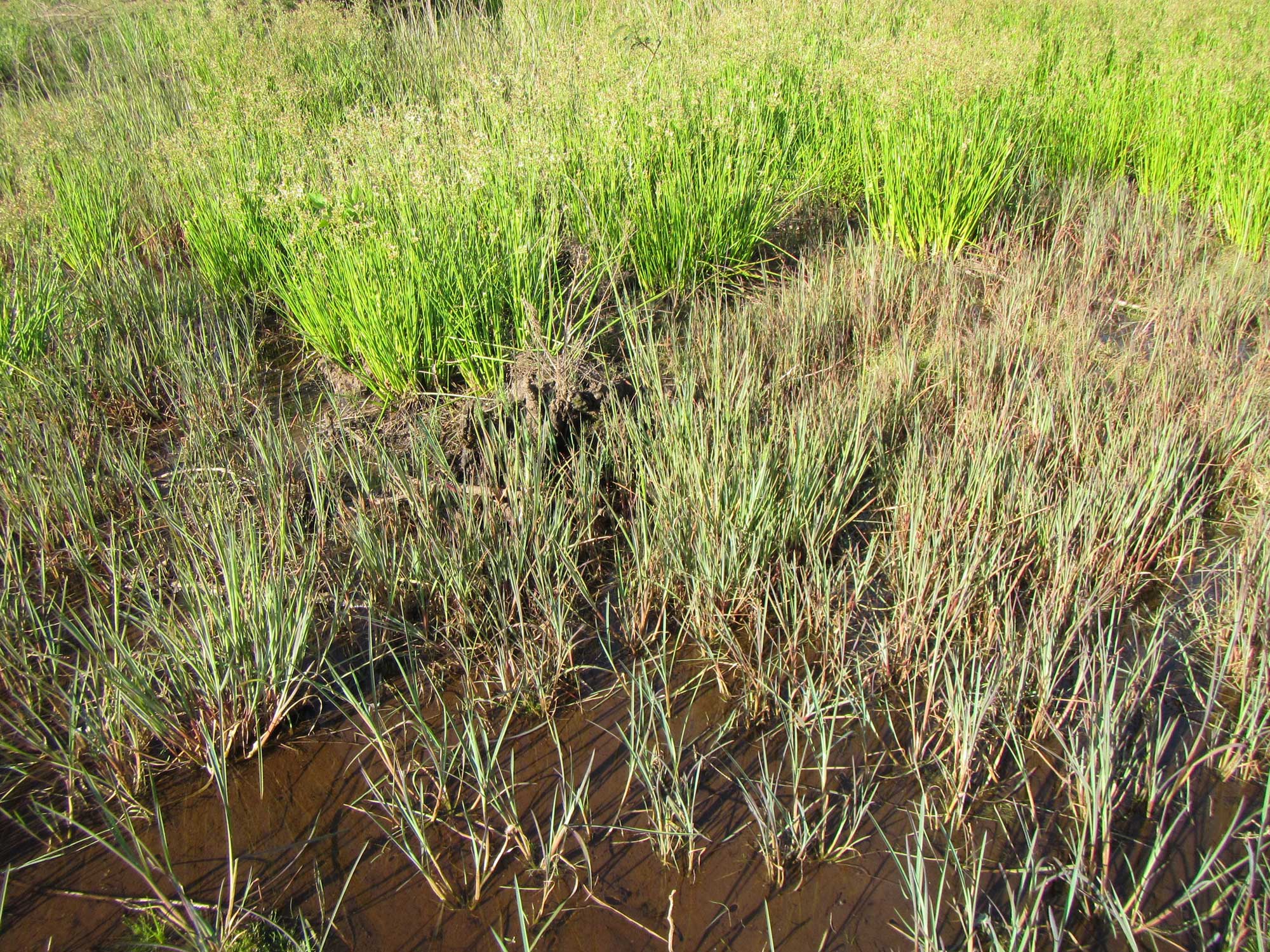 Photograph of limpo grass growing in a wetland in South Africa. The photos shows grass growing in shallow, brown water.