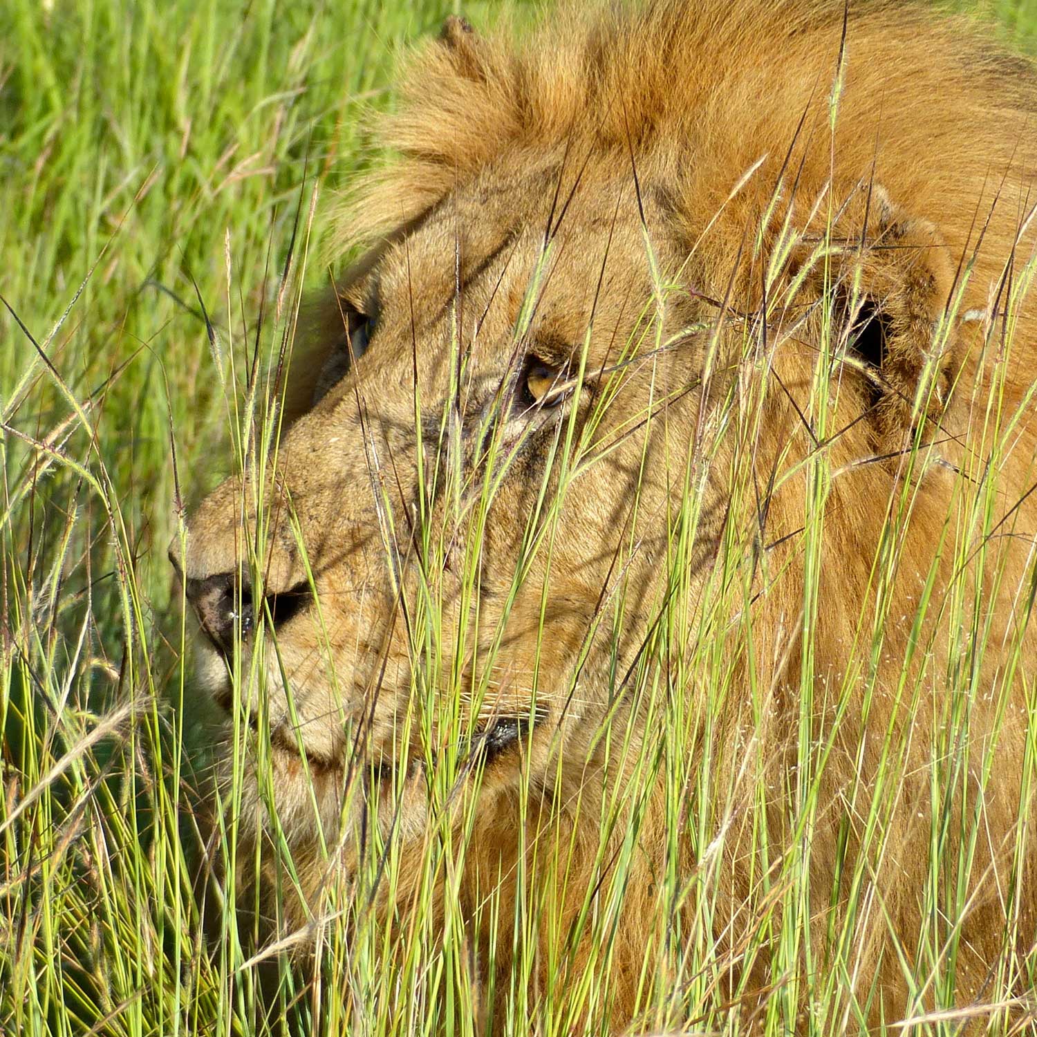 A close-up photograph of a lion laying in a field of grass that includes tanglehead.