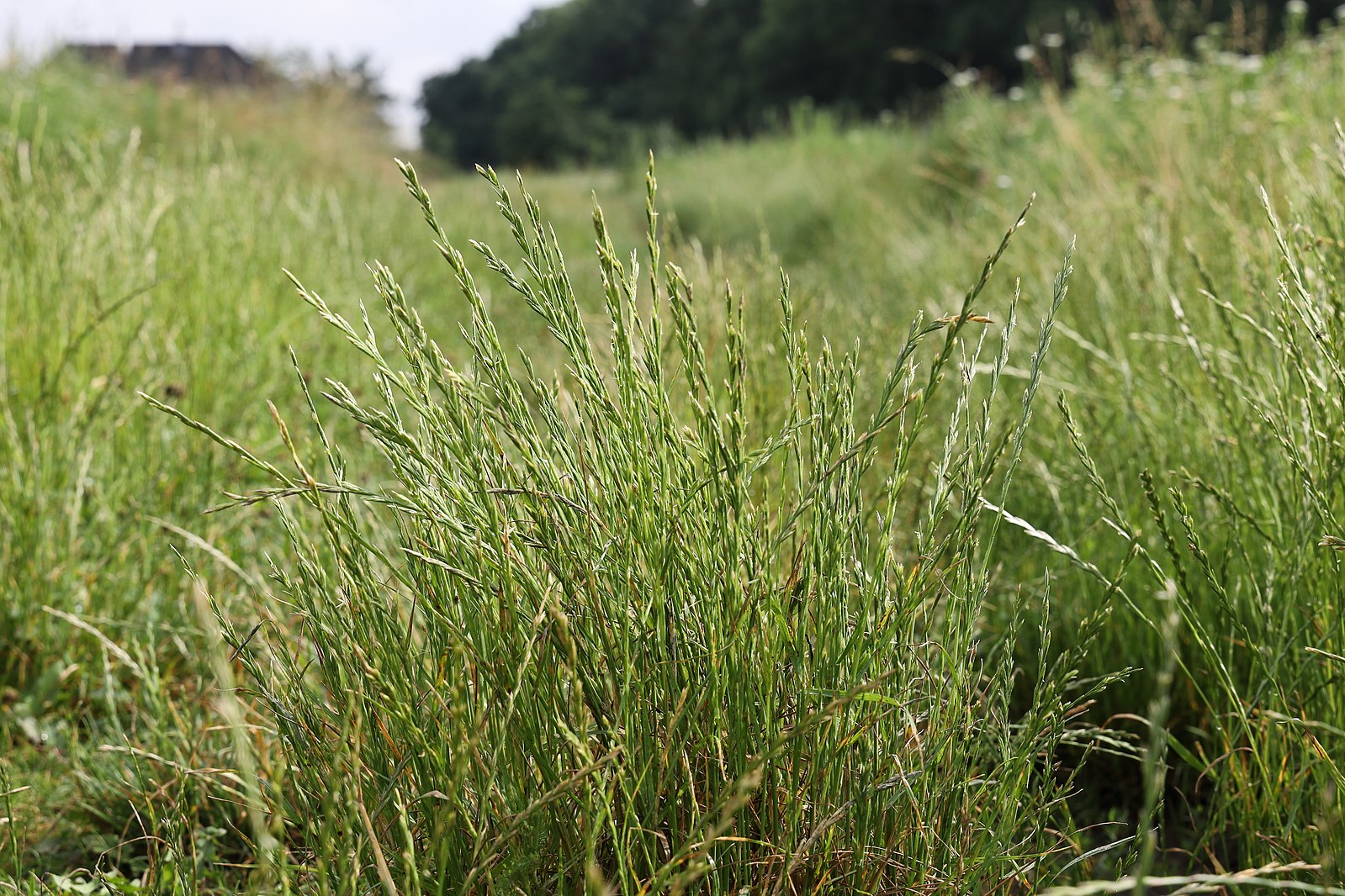 Photograph showing a close-up of perennial ryegrass (Lolium perenne) in a field.