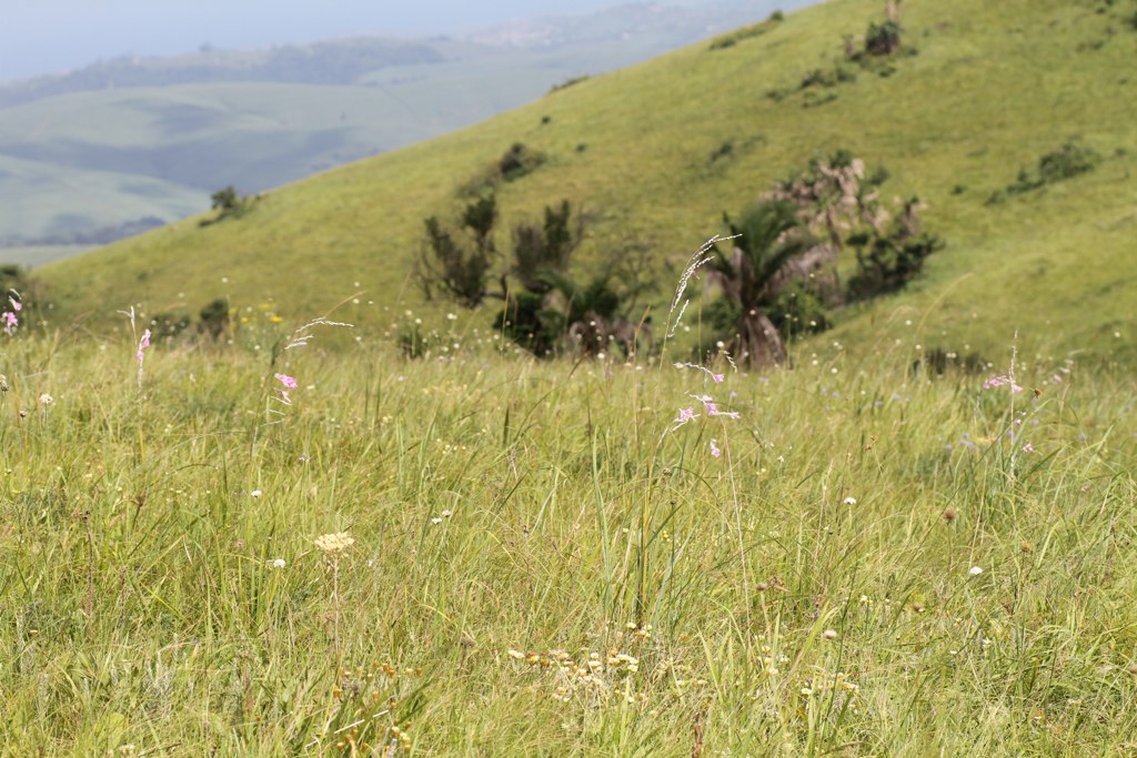 Photograph of veldt grassland in South Africa. The photograph slows a hilly landscape covered with grasses and scattered shrubs.