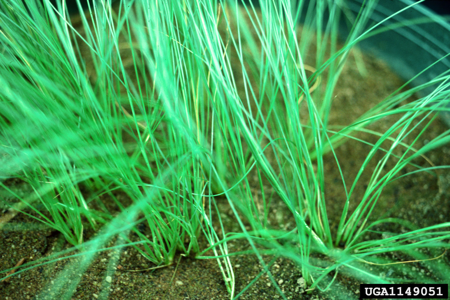Photograph of serrated tussock, a type of grass. The photo is a close up of thin green grass blades growing from the soil in a pot. The edge of the pot can be seen in the upper right part of the image.