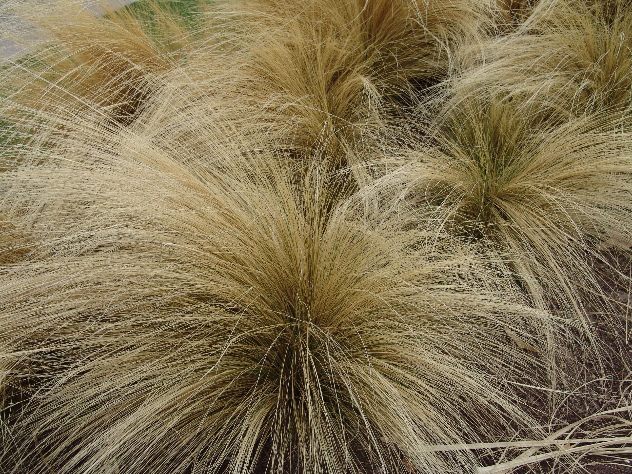 Photograph of clumps of Mexican feathergrass. The photo shows bunches of yellow grass with arcing leaves.