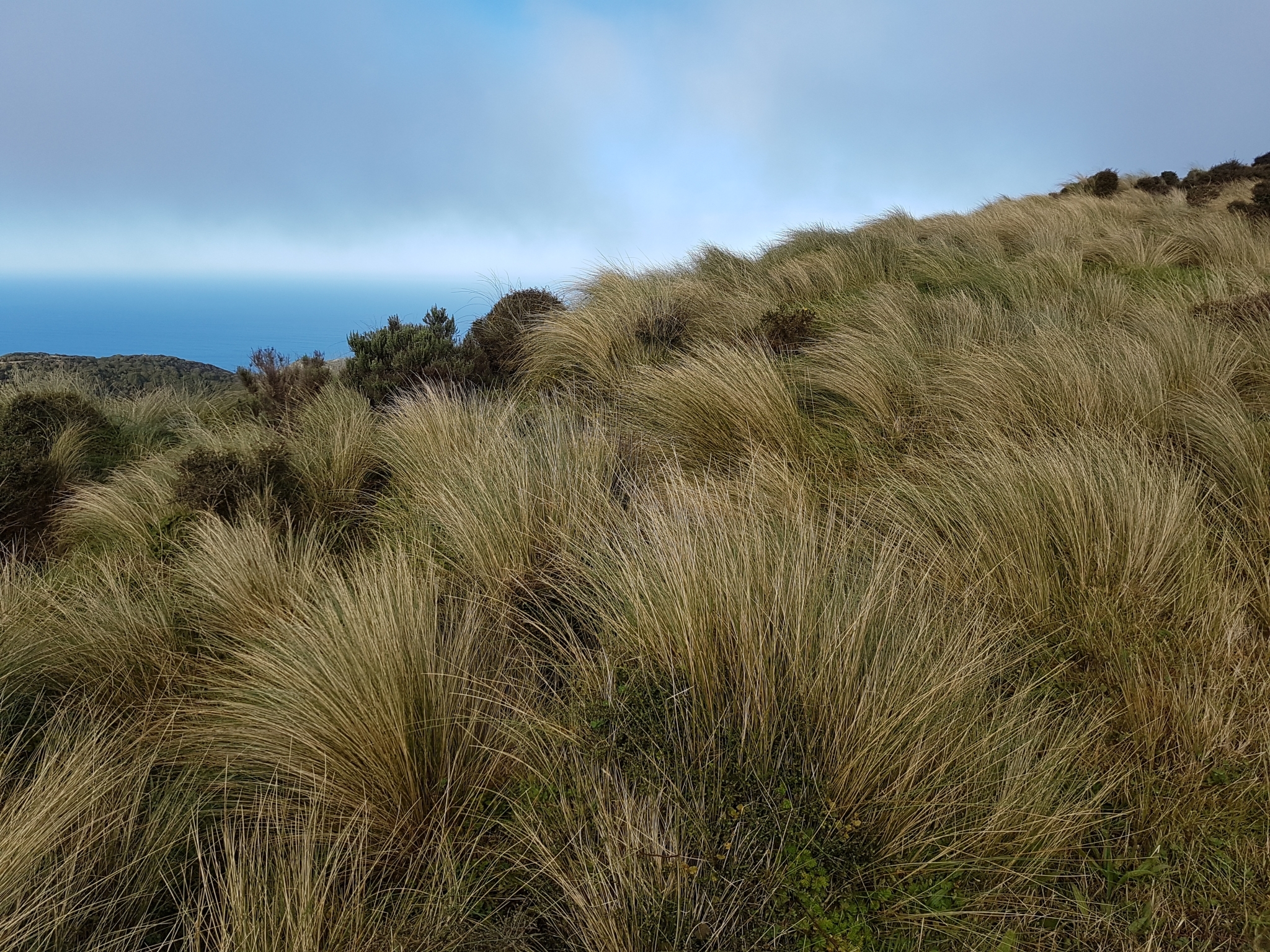 Photograph of bunches of sliver tussock growing on a hill slope.