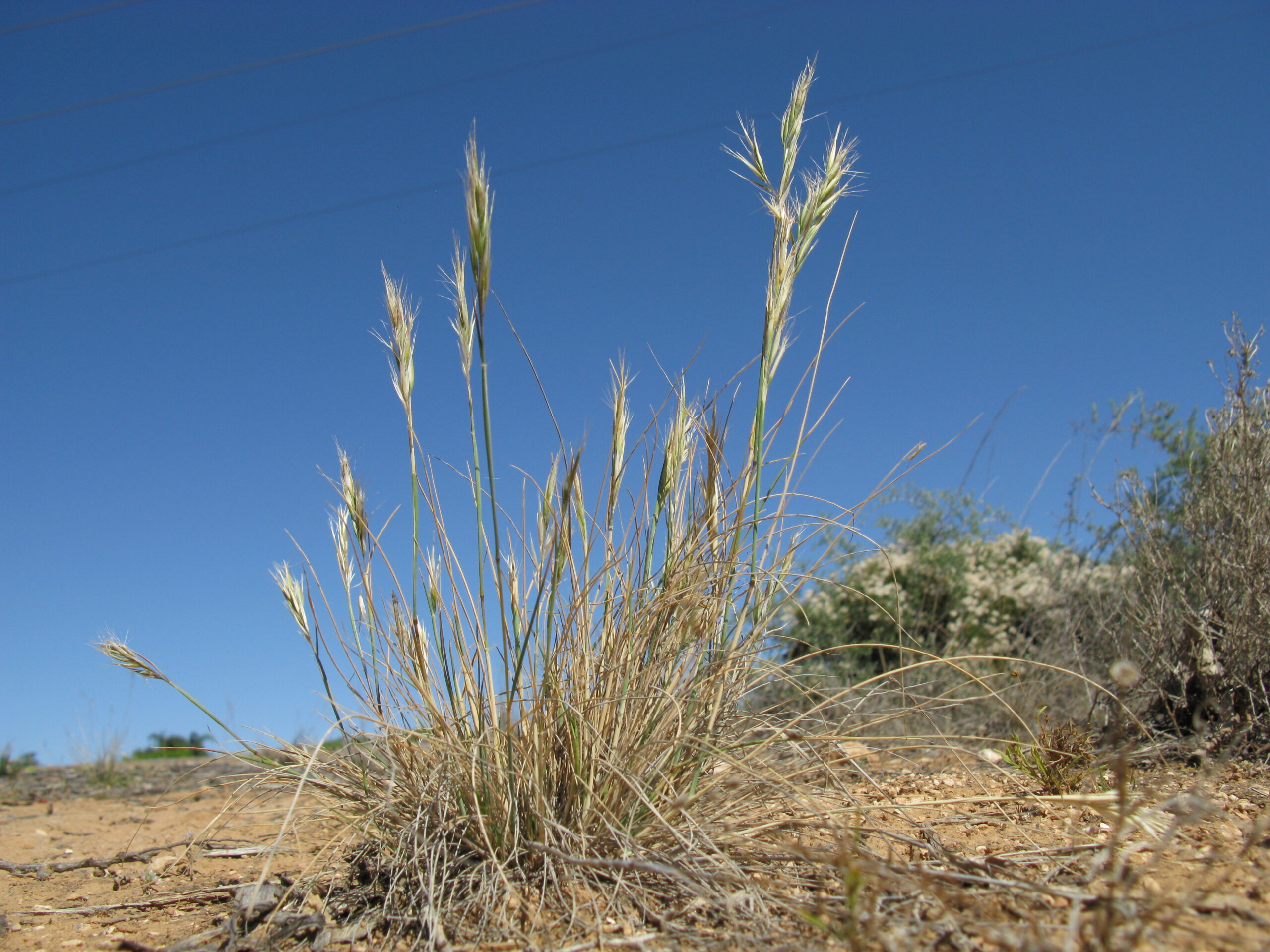 Photograph of bristly wallaby-grass. The photo shows a clump of partially dried grass with bristly inflorescences growing in relatively bare dirt. Some shrubs can be seen in the background.