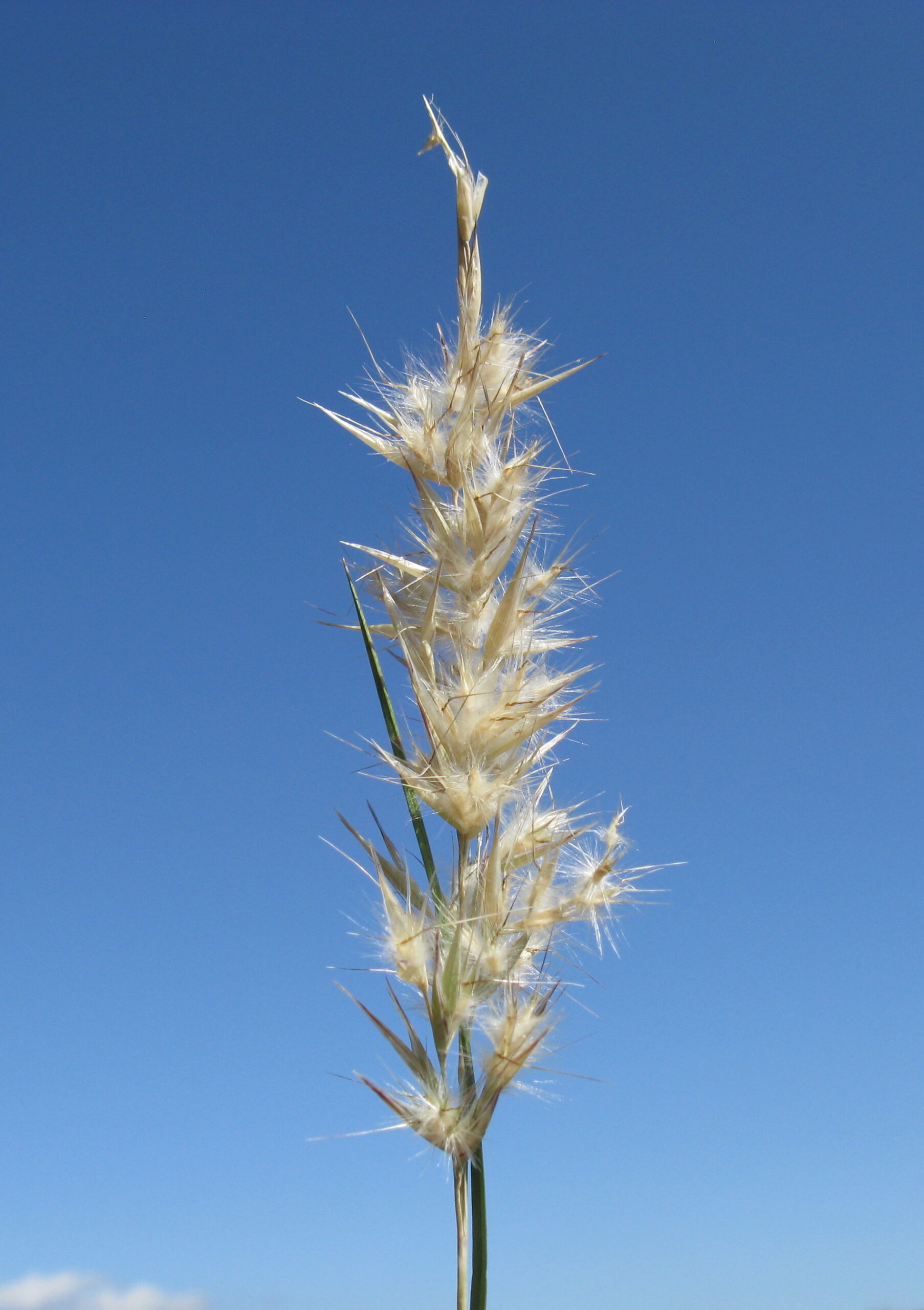 Photograph of the inflorescence of purplish wallaby-grass showing hairy spikelets.