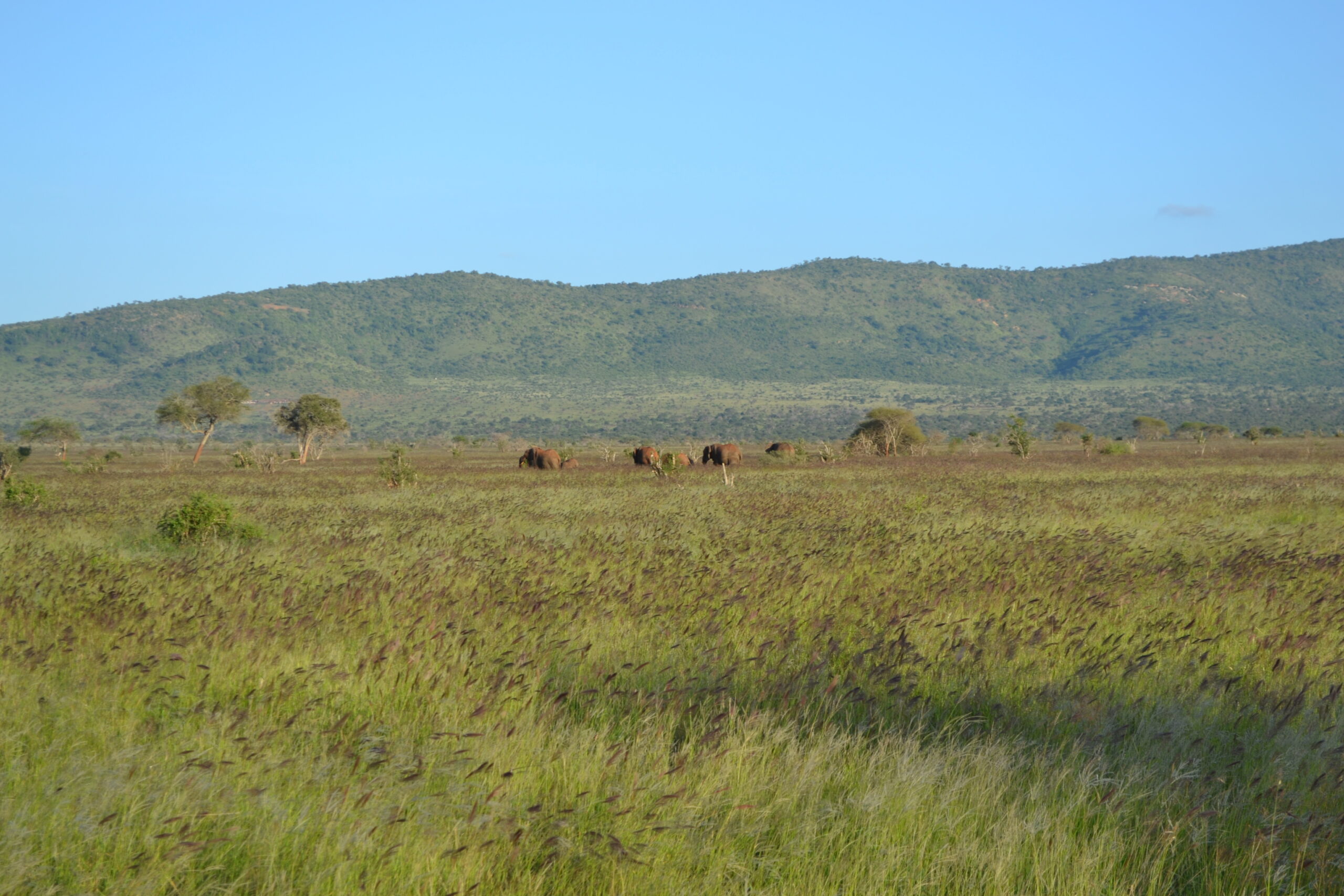 Photograph of a savanna landscape with hills in the background. The photo shows grasses growing on a flat plain in the foreground with hills rising in the background. In the mid-distance are elephants and a few trees.