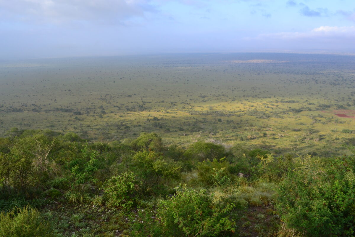 Photograph of African tropical savanna, LUMO Community Wildlife Sanctuary, Kenya. The photo shows grassland with groups of shrubs covering a landscape with slightly varying topography.