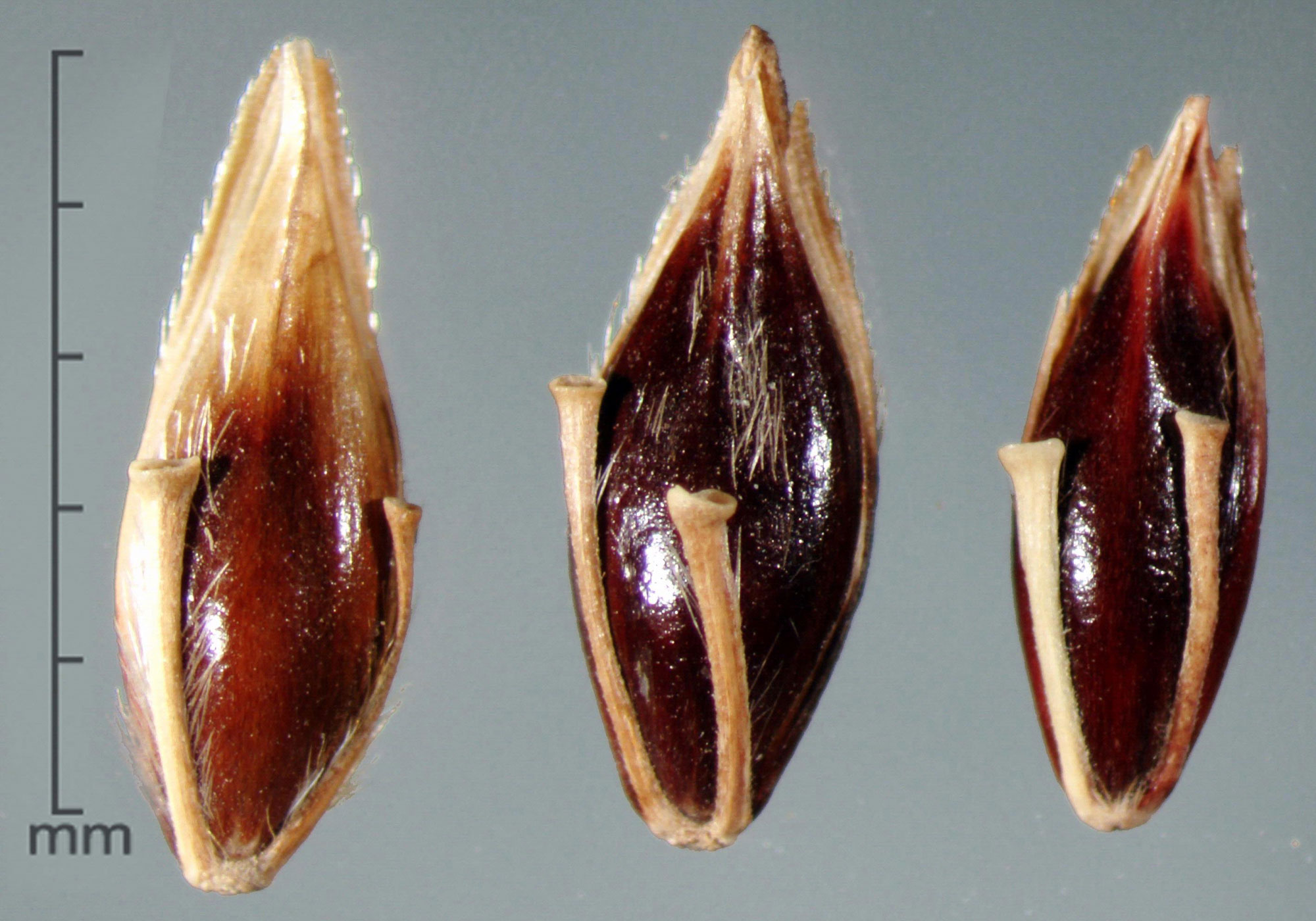 Photograph showing three spikelets of Johnsongrass. Each of the spikelets is ovoid (egg-shaped) with a pointed tip and is shiny and brown in color. The spikelets are about 5 millimeters long.