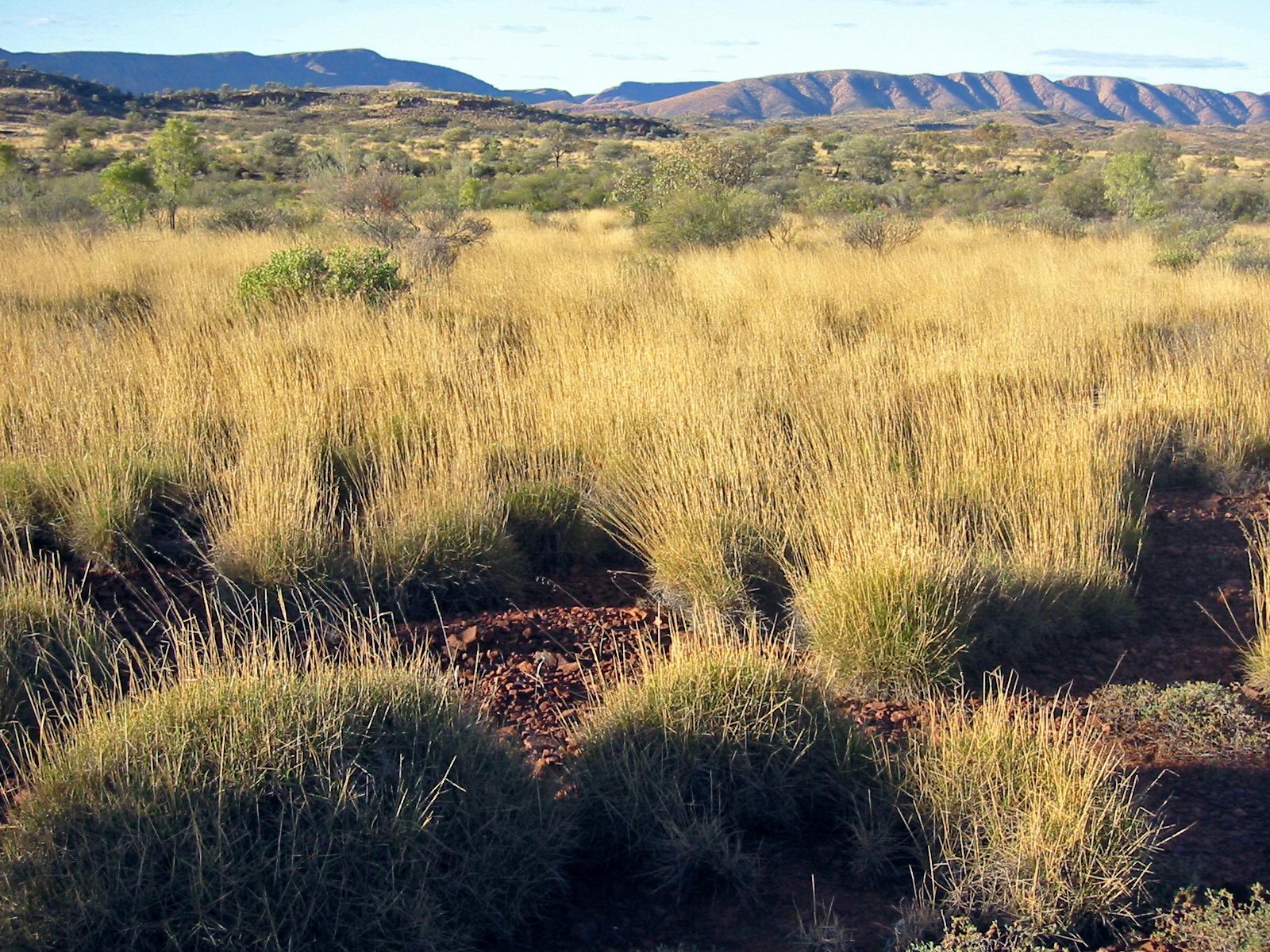 Photograph of an Australian savanna in the MacDonnell Ranges, Northern Territory. The photo shows bunches of yellow grass mixed with shrubs growing on a relatively flat landscape with hills rising in the background.
