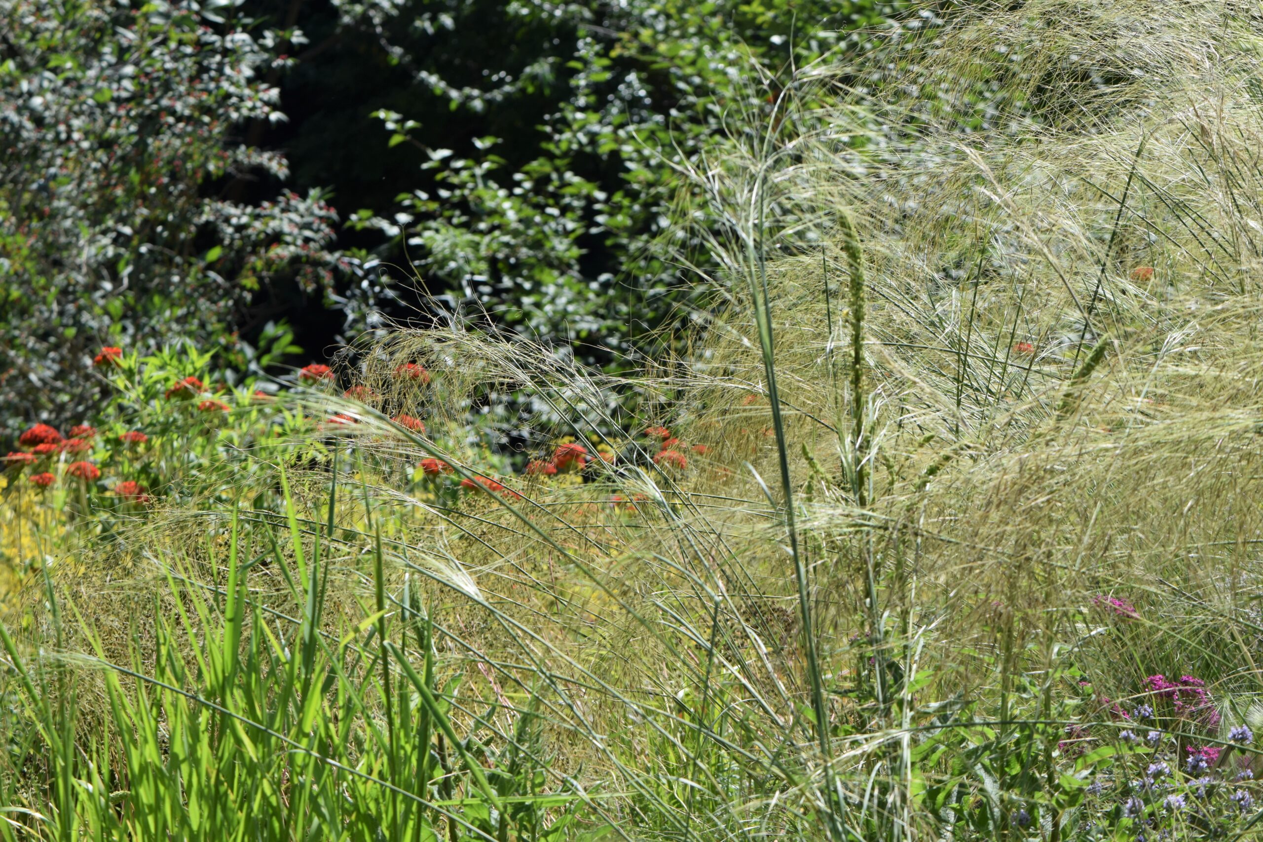 Photograph of needlegrass growing in a botanical garden. The needlegrass as feathery inflorescences.