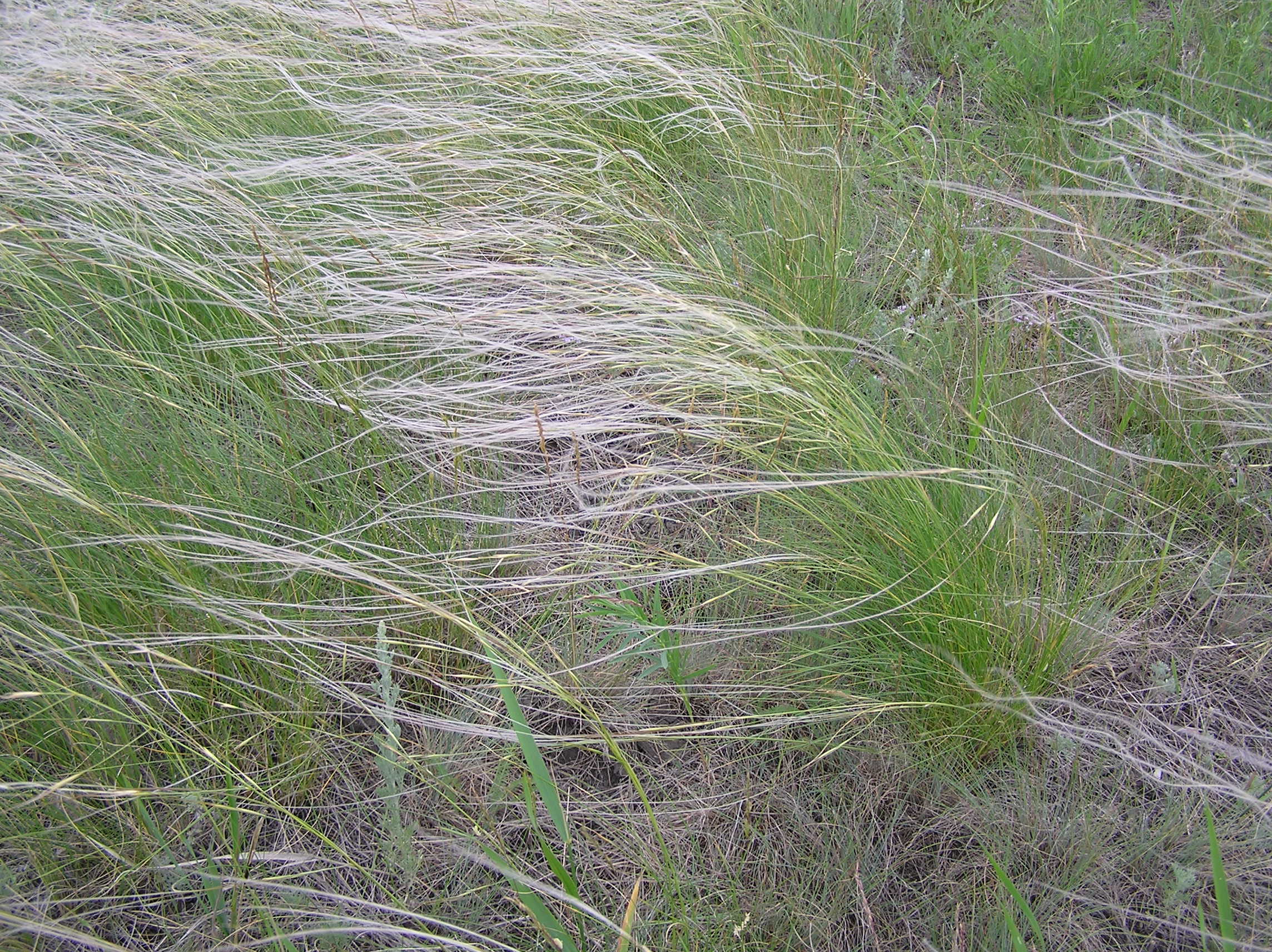 Photograph of Lessing feather grass. The photo shows Lessing feather grass plants with feathery inflorescences.