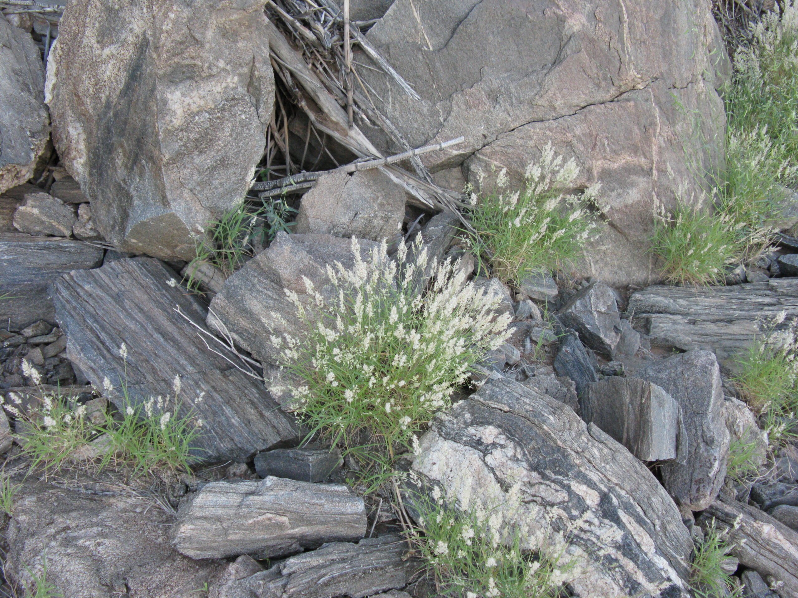 Photograph of bunches of grass growing among gray rocks. The grass is green with white inflorescences.