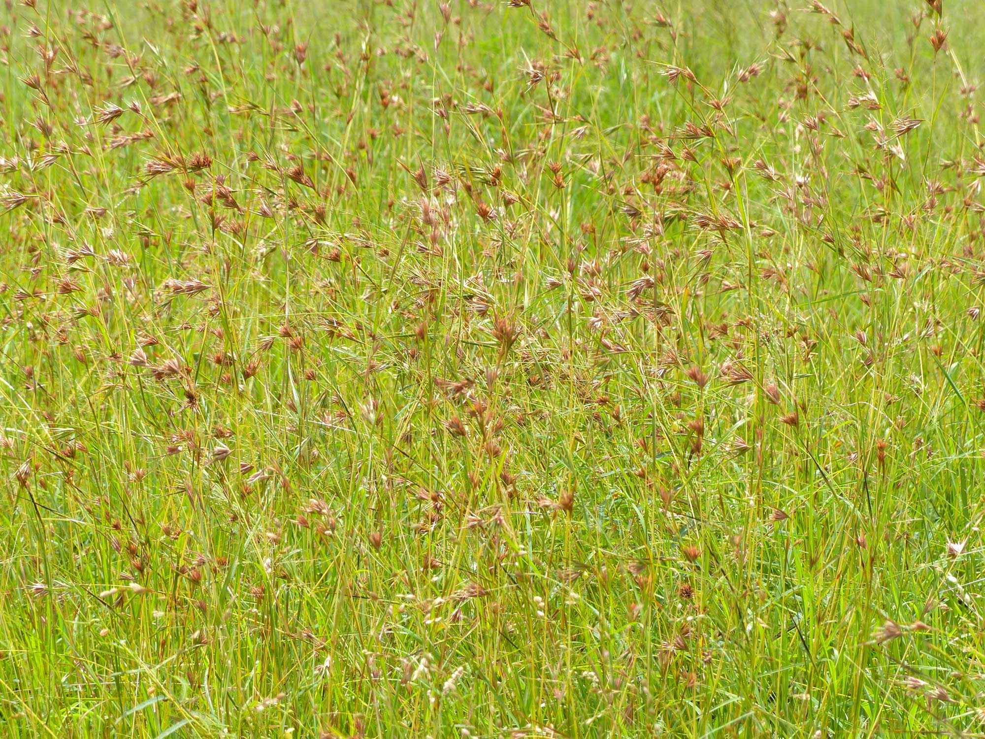 Photograph showing a close view of a field of kangaroo grass or red grass, Kruger National Park, South Africa.
