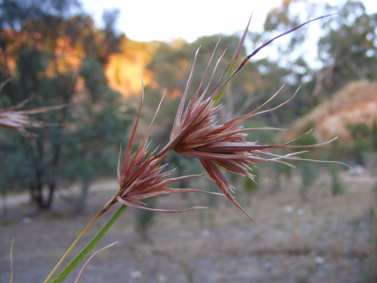 Photograph of the inflorescence of kangaroo grass. The photo shows clusters of reddish spikelets on a stalk.