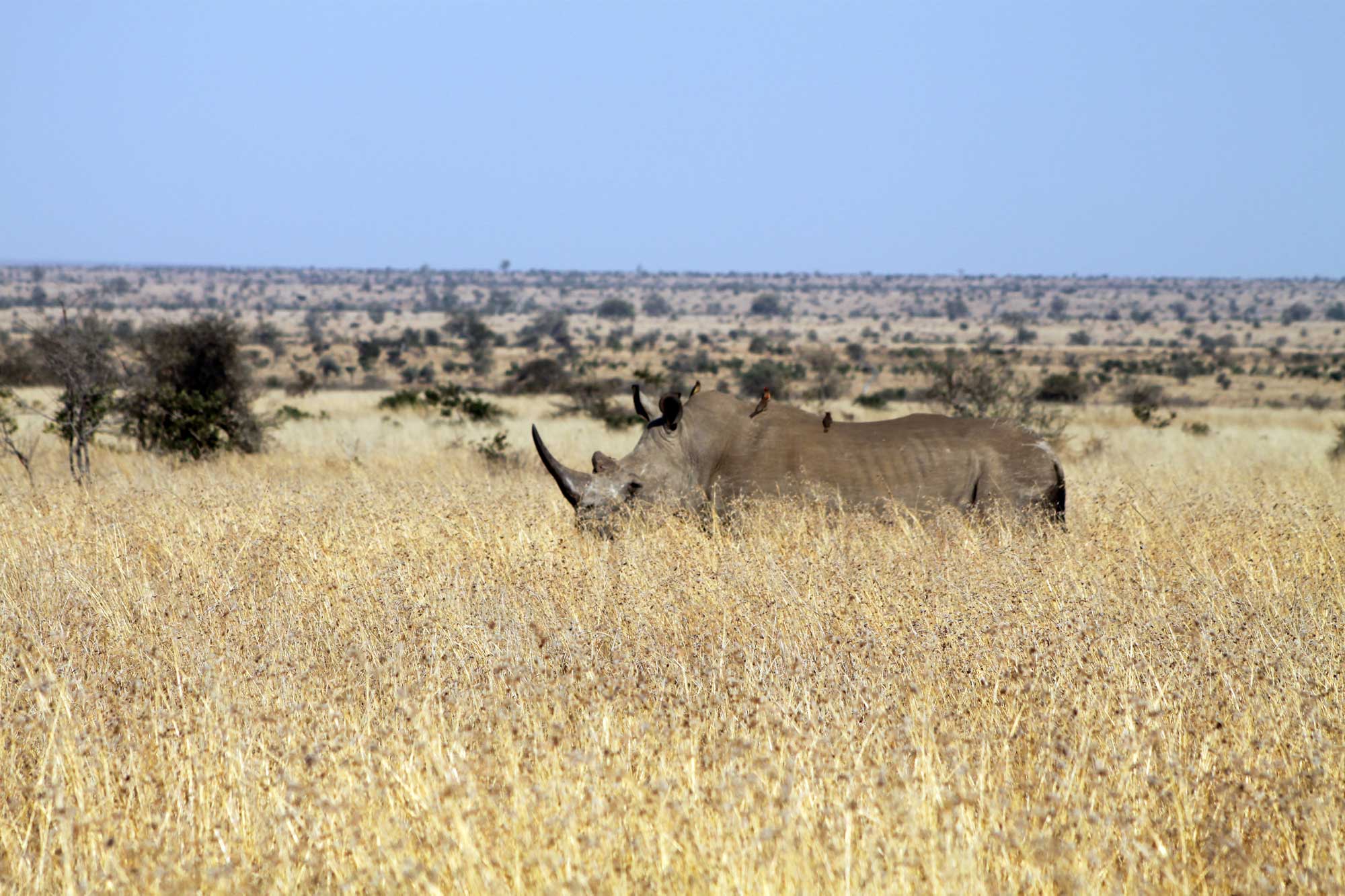 Photograph of a rhino standing in a field of kangaroo grass (also called red grass), Kruger National Park, South Africa.