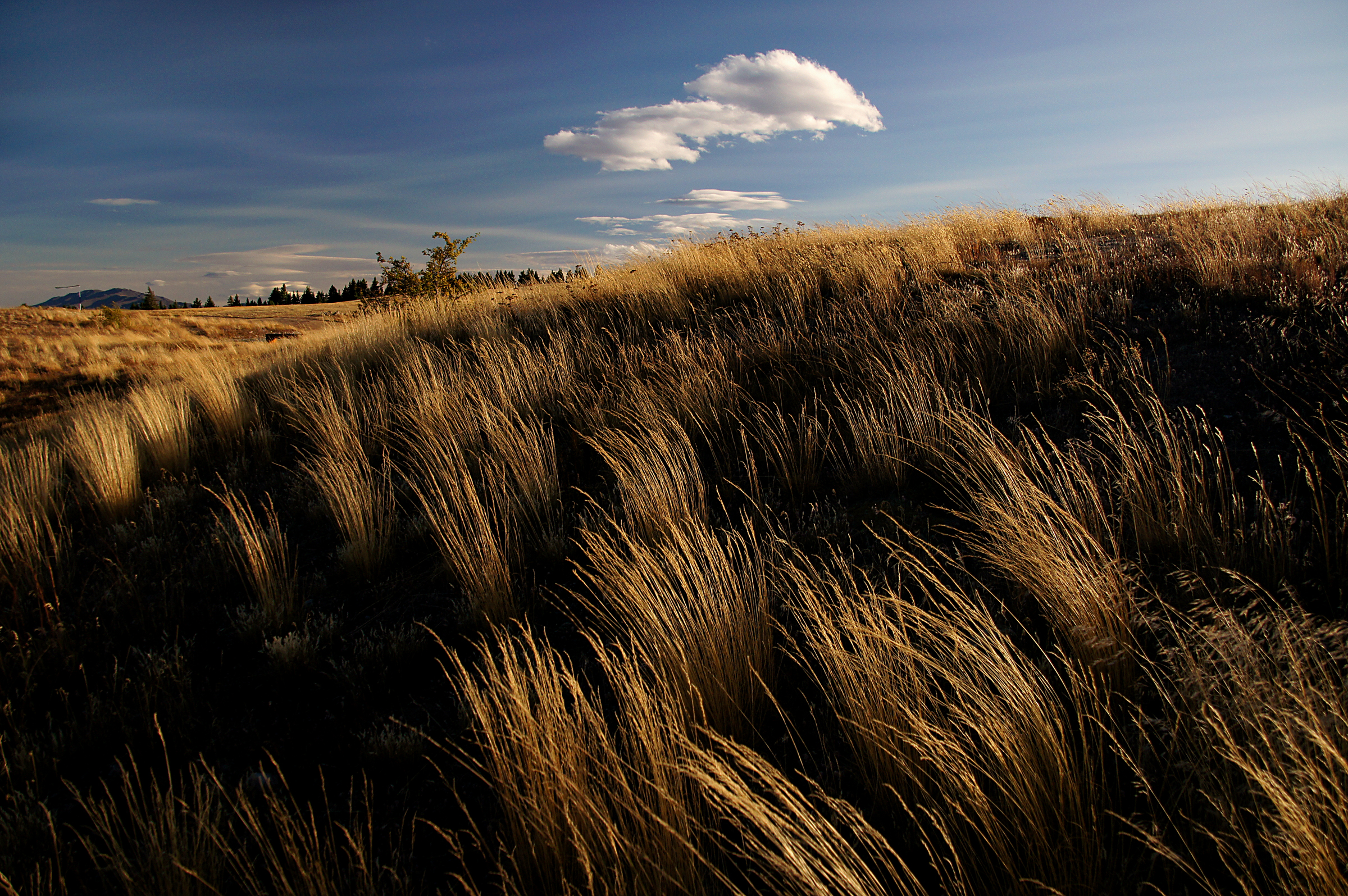 Photograph of grass tussocks on a hillside. The grasses are dry and yellowish in appearance.