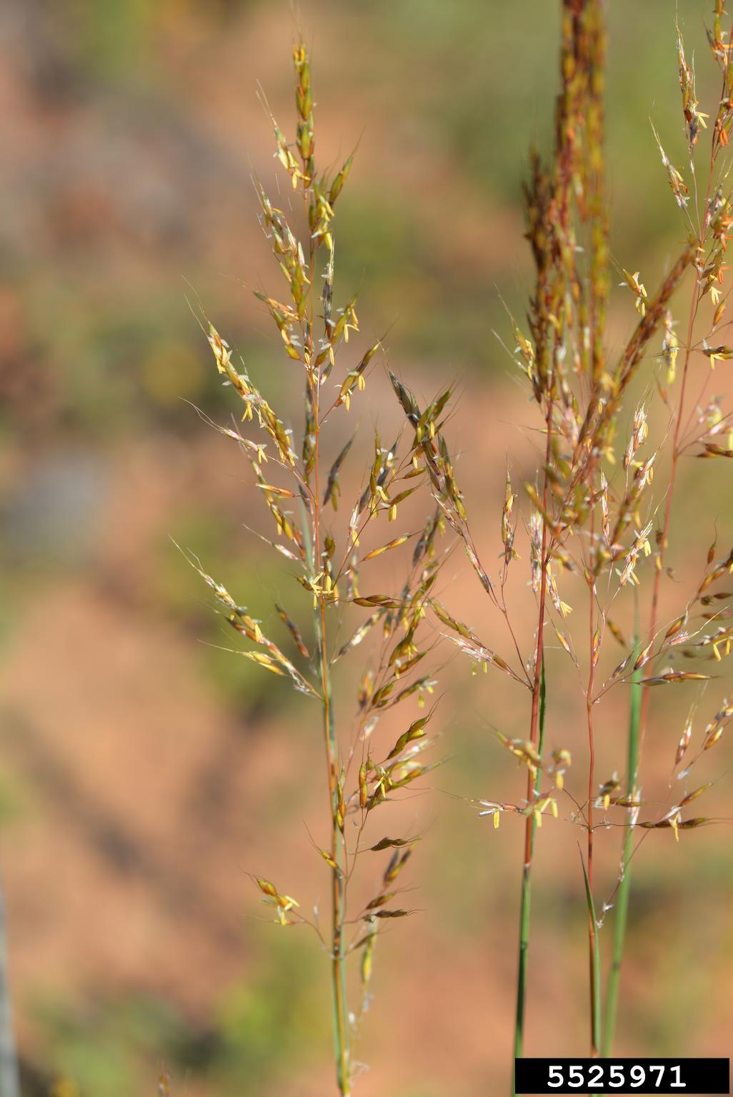 Photograph showing a close up-of yellow indiangrass inflorescences. Yellow stamens can be seen suspended from the inflorescences.