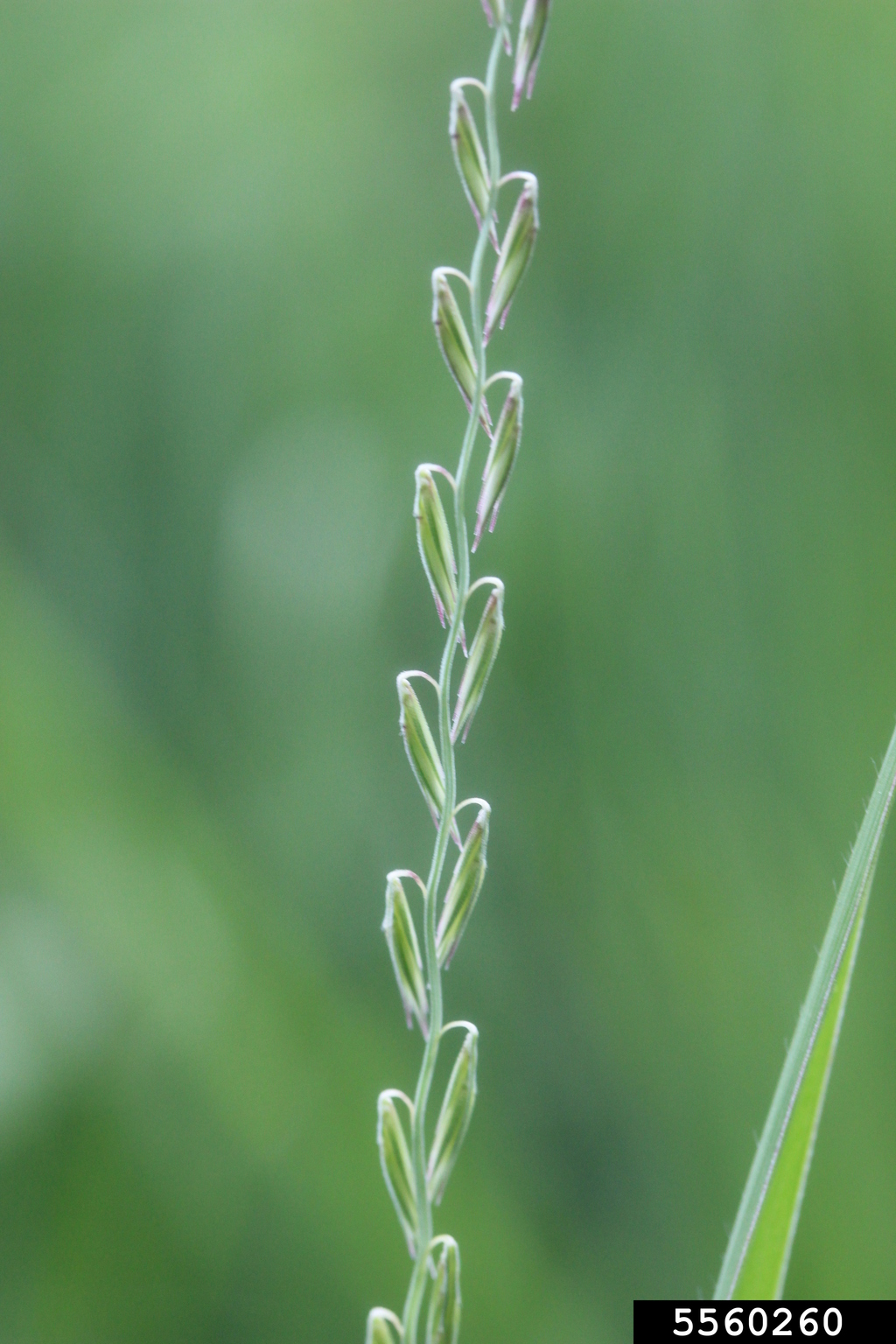 Photograph of a grass inflorescence bearing spikelets alternately on a rachis. The spikelets are bent over so that their tips are pointed toward the ground.