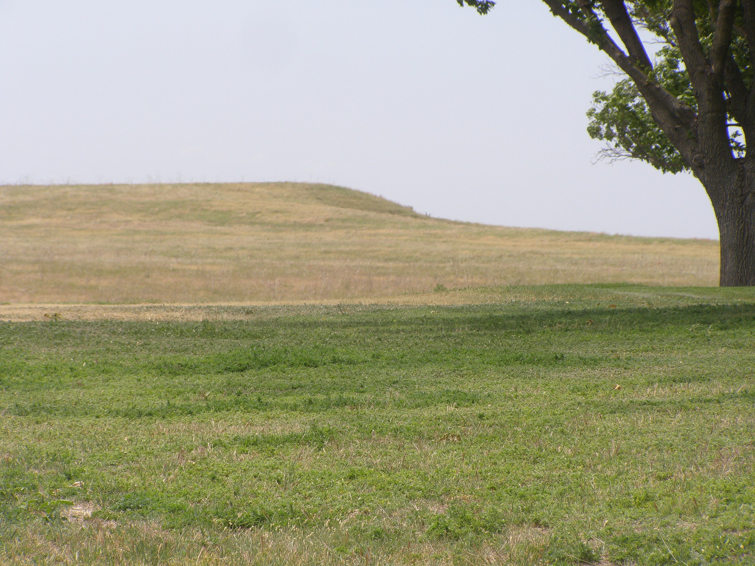 Photograph of shortgrass prairie in Nebraska, U.S.A. The photo shows a landscape with a low hill covered with short grasses. Part of a tree can be seen in the upper right of the photo.