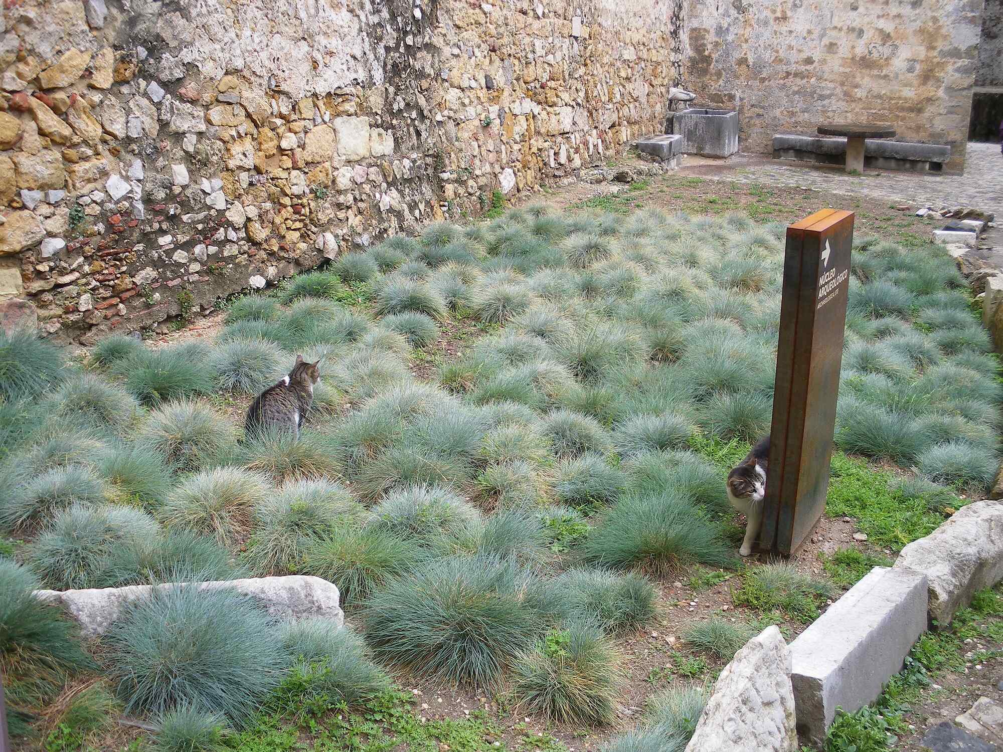 Photograph of tufts of blue fescue growing next to a stone wall. The image shows a cat sitting in it. Blue fescue is a flowering plant and looks like several fluffy balls on the floor.
