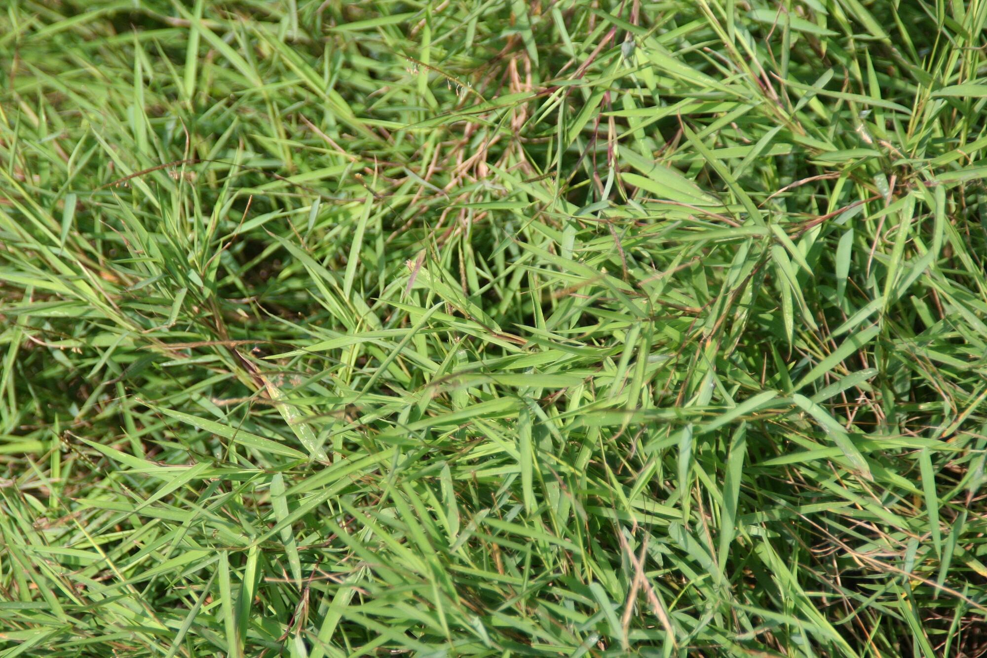 Photograph showing a close up of baby bamboo grass. The long, slender leaves can be observed.