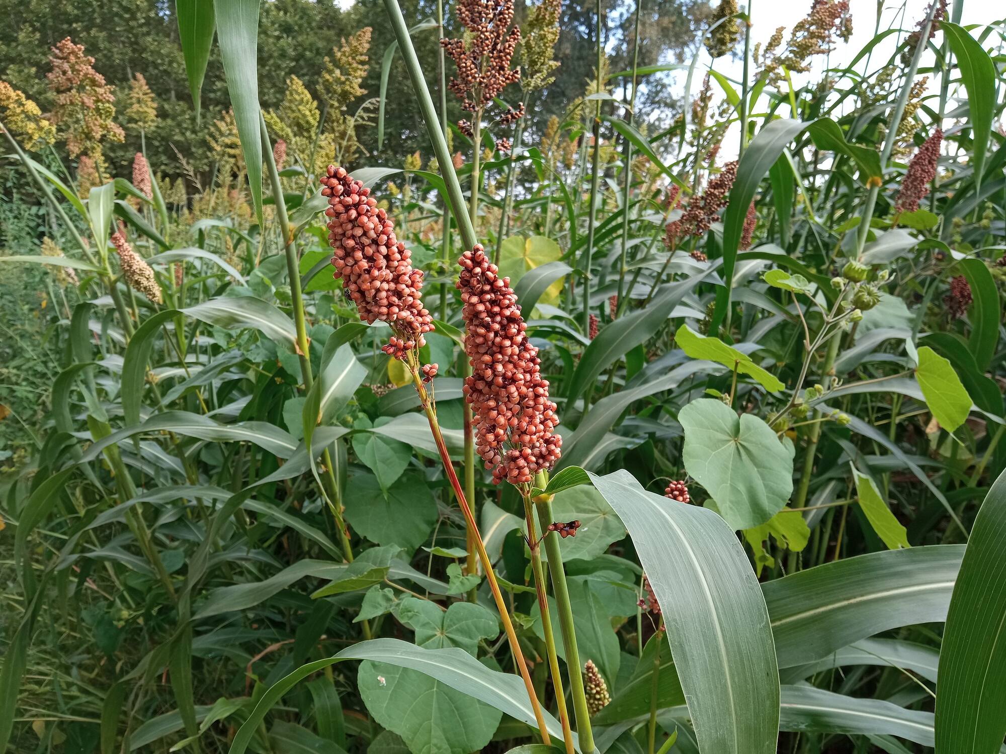 Photograph of sorghum bicolor in a field. The plant has red grains in a cone-shaped inflorescence. 