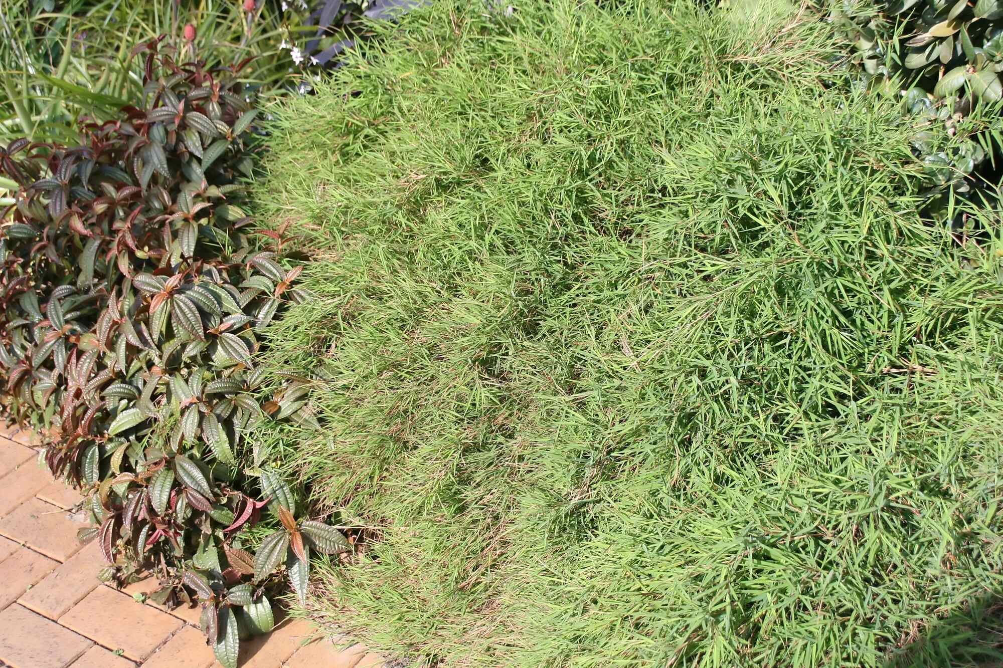 Photograph of baby bamboo grass outside along a brick path as a decorative plant.
