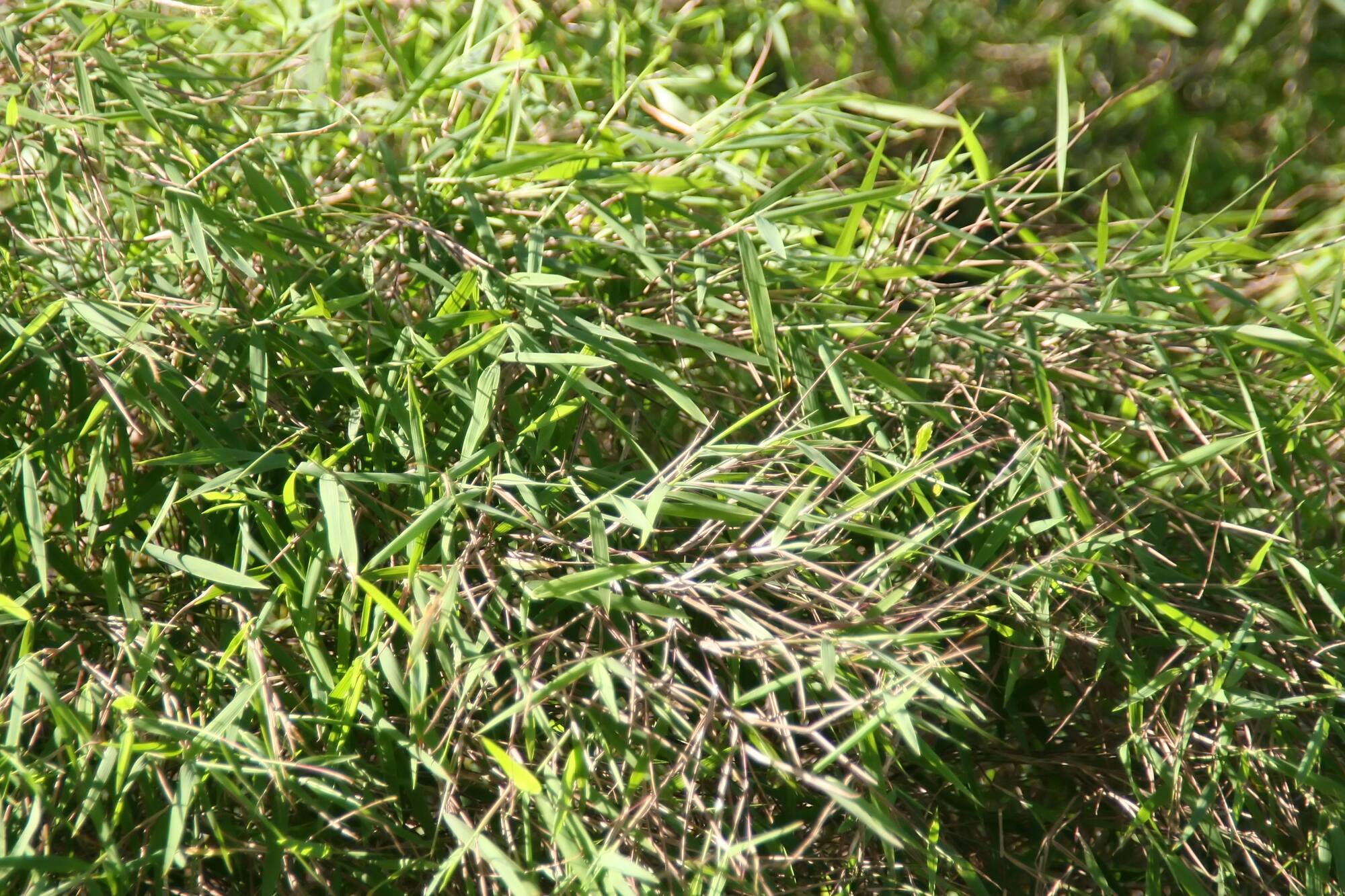 Close up photograph of baby bamboo grass showing elongated green leaves.