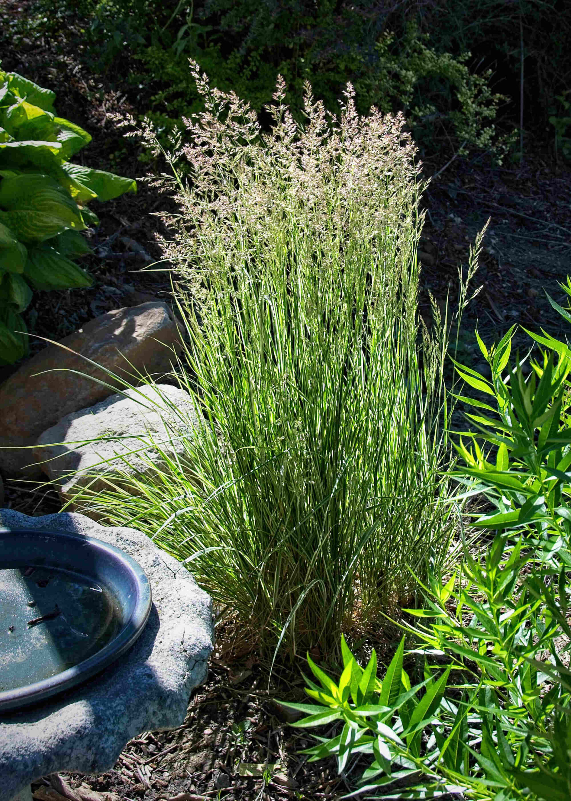 Photograph of feather reed grass. The grass is tall and skinny. It is an ornamental decorative grass. The image shows the grass placed next to a fountain. The pink spiklets at the top are pretty.