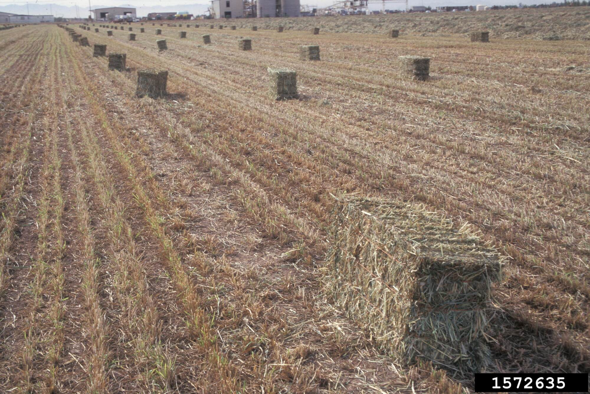 Photograph of dried sudangrass in a field that has been baled into rectangular bales of hay.